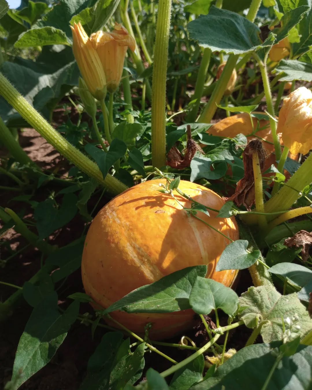 Vorfreude: Kürbisse!!😍 Wir haben dieses Jahr versucht, Kürbisse auf einem Acker ohne Bewässerung anzubauen. Also Anfang Mai haben wir direkt ausgesät, und gehofft, dass es mal regnet🙈Wir haben kurz vor einem Starkregen ausgesät (20l/m²) , und dann kam nicht mehr viel (Juni 9,5l, Juli bis jetzt 15,6l). Und trotzdem: wir sind so glücklich! Das Feld ist voll! Also Kürbissuppe am Lagerfeuer wird's wohl geben dieses Jahr🥳
Bild 1-2 am 16.07.
Bild 3 am 12.06