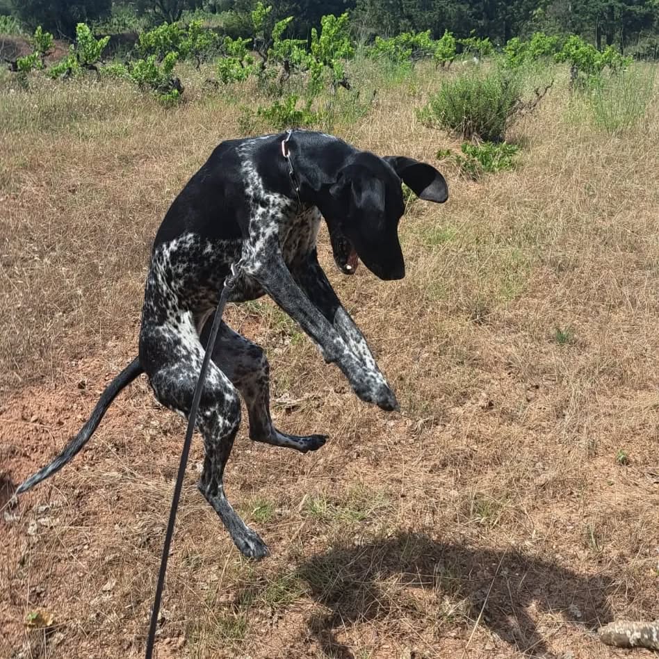 Photos en action #braque #femelle #jeu #promenades