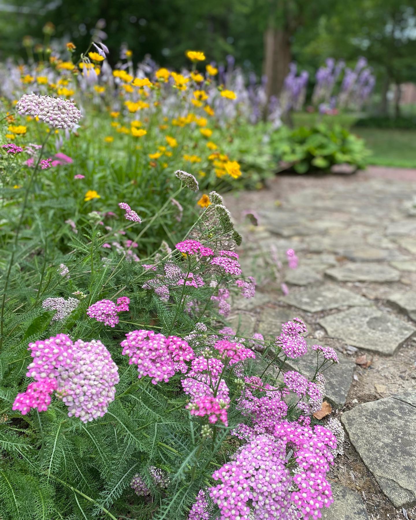 We are loving these pops of color!! #garden #laneplace #uniquelymoco #flowers #historichomes