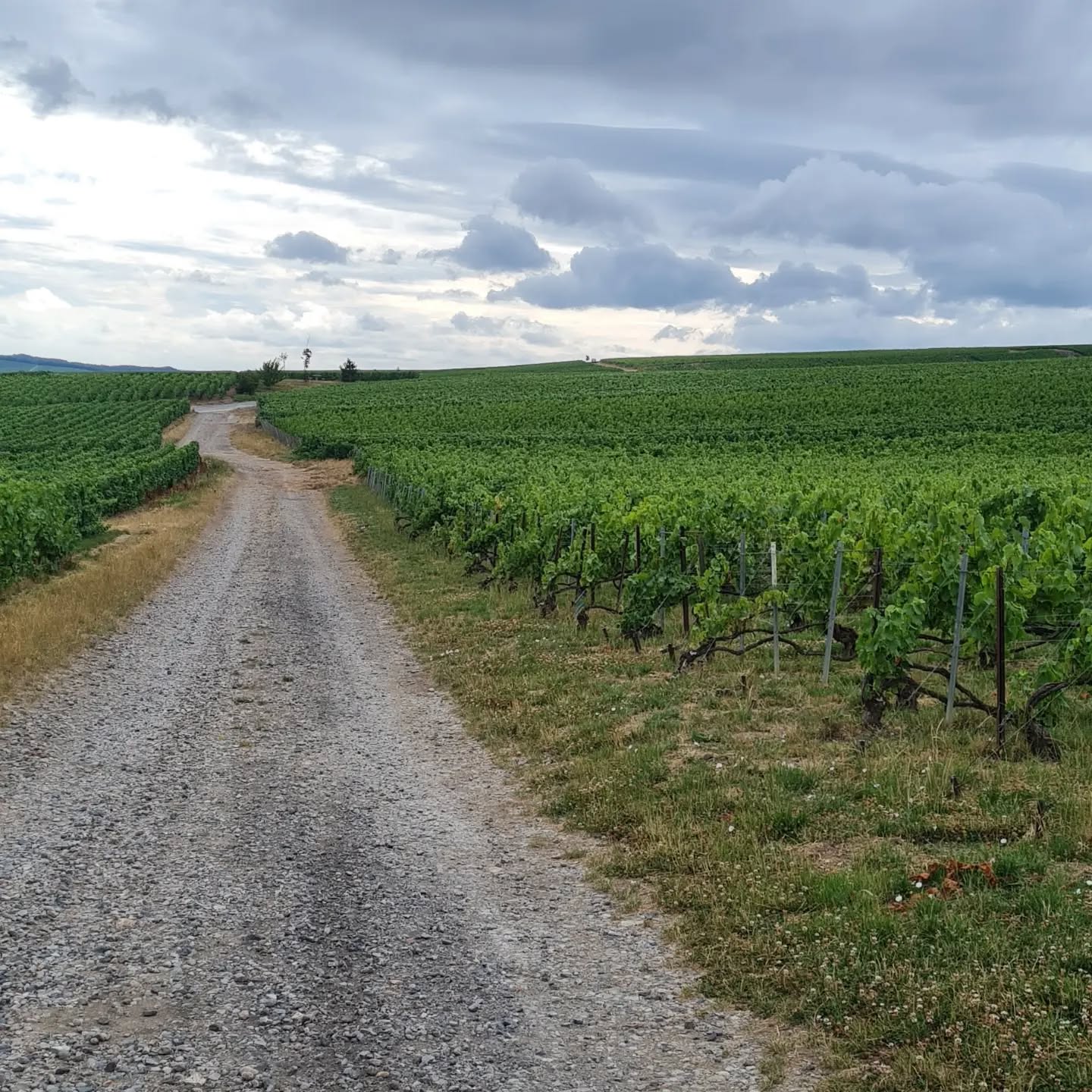 Paysage de Champagne