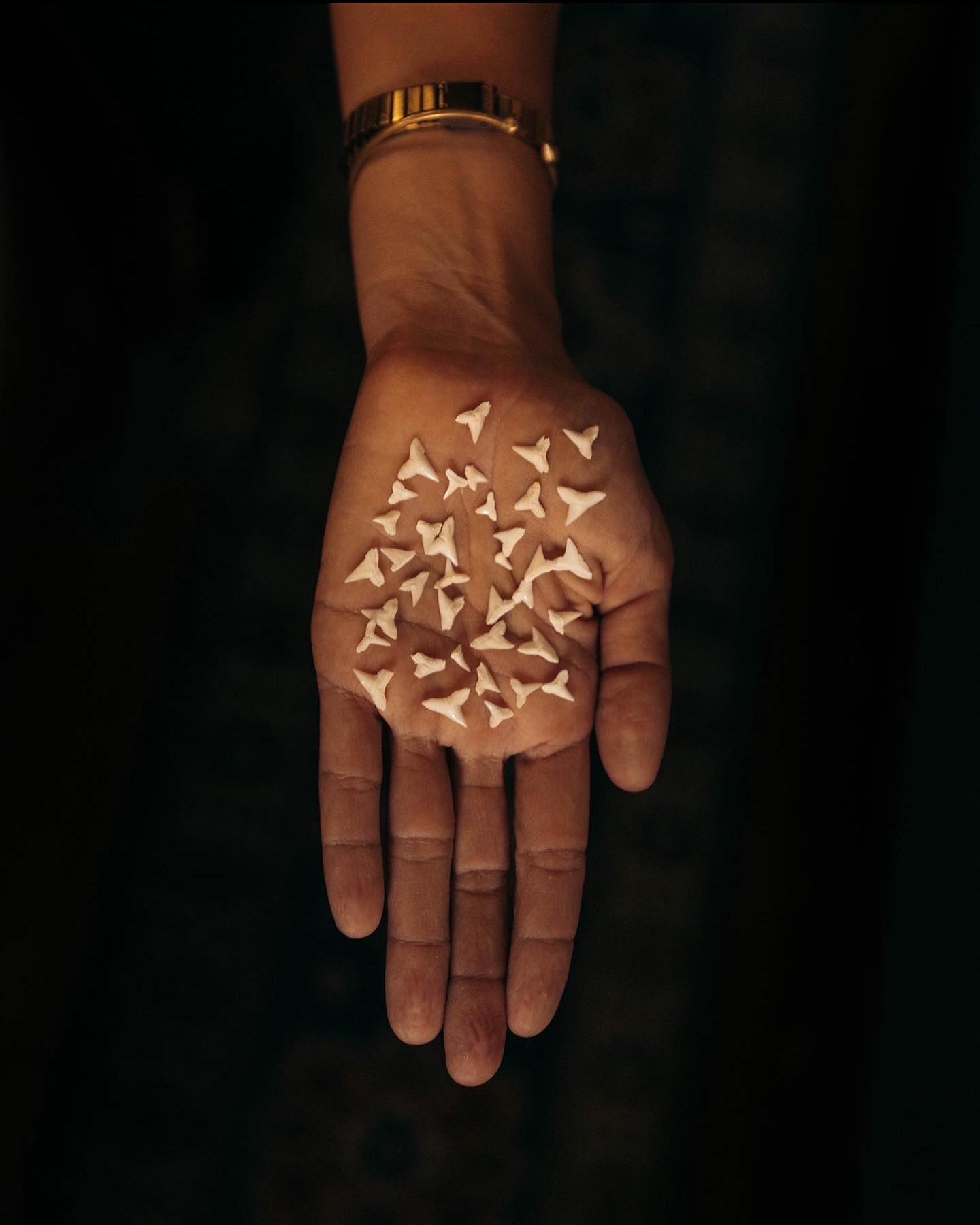 Happy #SharkWeek 🦈