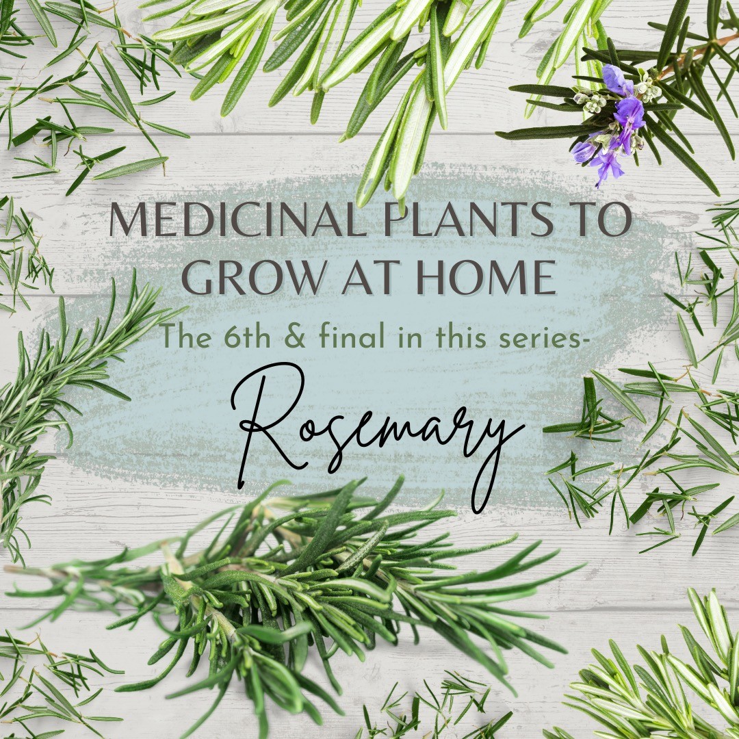 Medicinal Plants Grow at Home Series: Rosemary
Rosemary (Rosmarinus officinalis)
Hoping you have enjoyed the medicinal plant grow-at-home series. Today’s last post in the series highlights Rosemary, a versatile herb that can be grown all year long. Rosemary is part of the mint family encompassing a balanced flavor that combines mint, forest pine, and the ocean. It is an essential herb used in many food preparations, teas, tinctures, and extracts. Other than cooking with Rosemary my favorite application is Rosemary’s essential oil (EO) for use in aromatherapy, hair growth, and the nervous system. I have included two of my curated blends for you to use in a diffuser and a hair growth serum recipe. I can attest to its benefit for your hair and scalp health!
Rosemary contains several significant anti-inflammatory, anti-microbial, anti-oxidant, and neuroprotective effects. Rosemary has been used for headaches, as a mild analgesic, for emotional distress, reducing inflammatory conditions such as rheumatoid arthritis, bronchial asthma, and atherosclerosis. The flavonoids and volatile oils are also helpful in stimulating the immune system, increasing circulation, and improving digestion. One of my favorite benefits of Rosemary is the increased blood flow to the head and brain, improved concentration, reduced anxiety, improved mood, and cognitive function, learning and memory, stress response, and oxidative damage. Rosemary has many more uses than space allows, please email me if you want more information or have any questions.
Be well!
#achsedu #holistichealth #healthgoals #healing #herbalmedicines #aromatherapyassociates #complementaryalternativemedicine #complementarymedicine
#healtheducation #holisticnutrition
#holisticpractitioner #liveyourtruestself #inspiration
#mentalhealth #nanpofficial #resilience #wellness
#wellnesscoaching #selfcare
