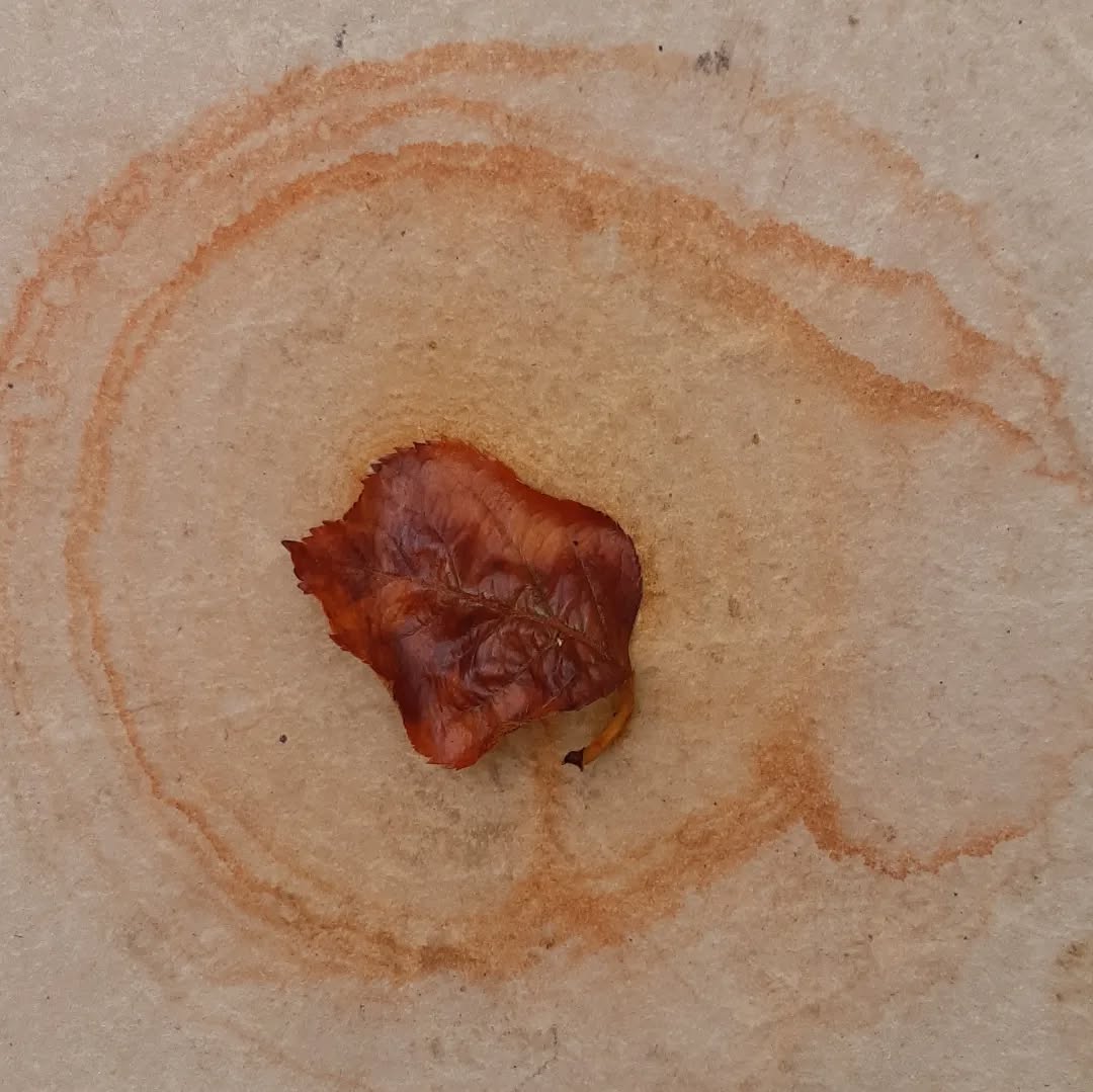 Colour bleeding from a leaf onto porcelain tile. #embracetherain