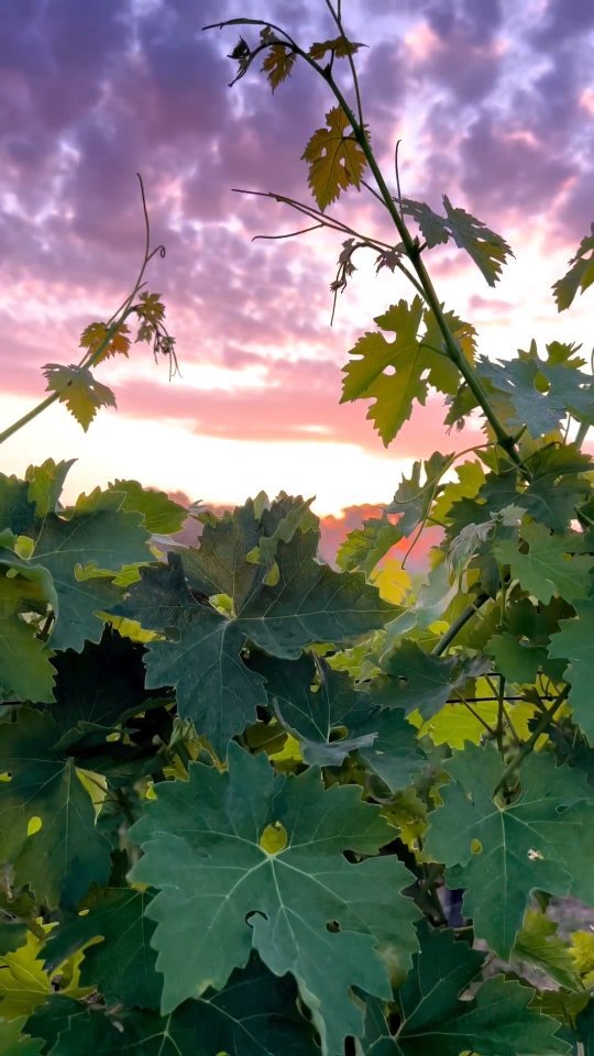 CHIANTI SUNSET YOGA 🧘🏼♀️
Una festa in vigna, balla sotto le stelle, nel Chianti.
🗓 Domenica 8 ottobre
🌅Praticare Yoga al tramonto, degustare calici di
vino, assaporare la cucina Toscana, il tutto fra i filari.
🍃Stare a contatto con la natura, ritrovare quella
connessione, quell'unione.
🧘🏼♀️Ci insegna ad ascoltarci, a percepire le nostre stesse sensazioni, ci fa sentire in pace. In pace con noi stessi e con tutto ciò che ci circonda.
🌌Siamo parte di un universo meraviglioso e
lo Yoga ci aiuta a trovare quella connessione.
💗Ritagliamoci del tempo per noi, per capire e
percepire le cose importanti per il nostro
equilibrio.
🌠lmparare a vivere con curiosità la vita, le nuove
occasioni, le tante esperienze che aspettano
solamente di essere vissute.
✈️Che fai ti unisci?
ℹ️DM
#inspirariscopritivivi #lafiorentinaexperience