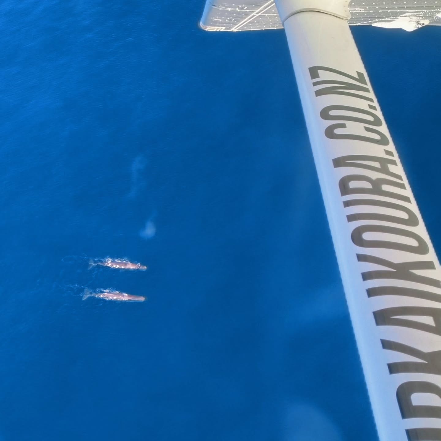 Stunning day in Kaikoura, from the mountains to the sea. The ultimate experience! 🌊🏔️🐳☀️