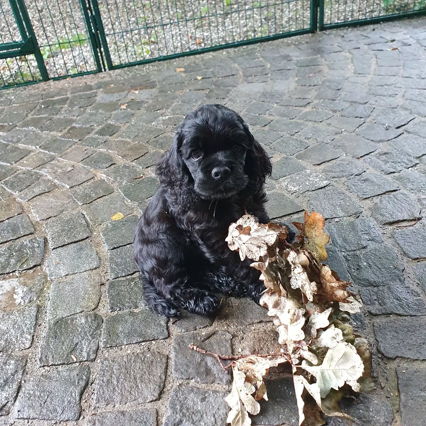 Darco, Hugo, Lucy, Joyce, Emma und Gioia
#americancocker
#americancockerpuppy
#cutepuppies