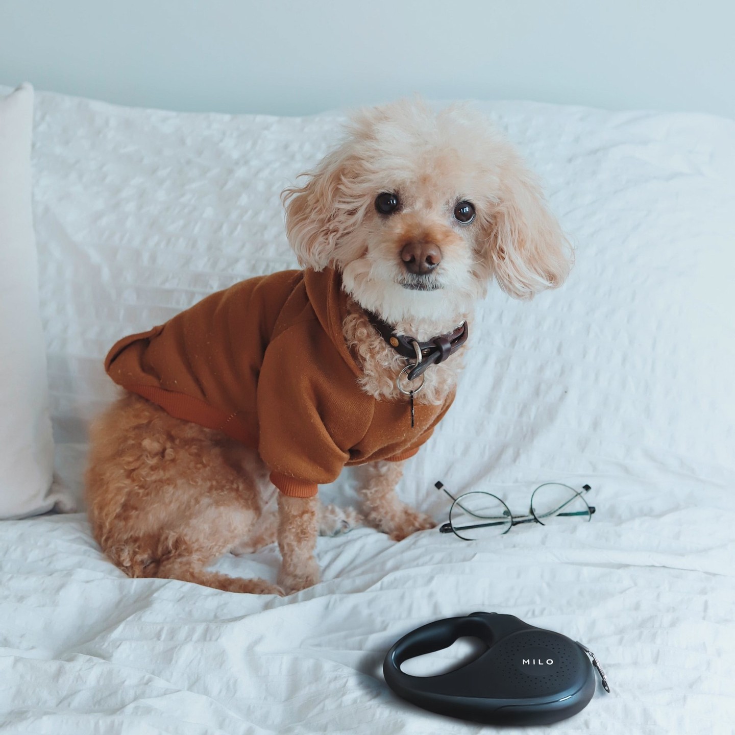 Why settle for an ordinary leash when you can have a premium dog leash that's both functional and fashionable? 👌
Upgrade your pup's wardrobe today! - miloleash.com
#miloleash #pupoftheday #pupfashion #pawesome #pawshionista #dogsofinstagram #dog
