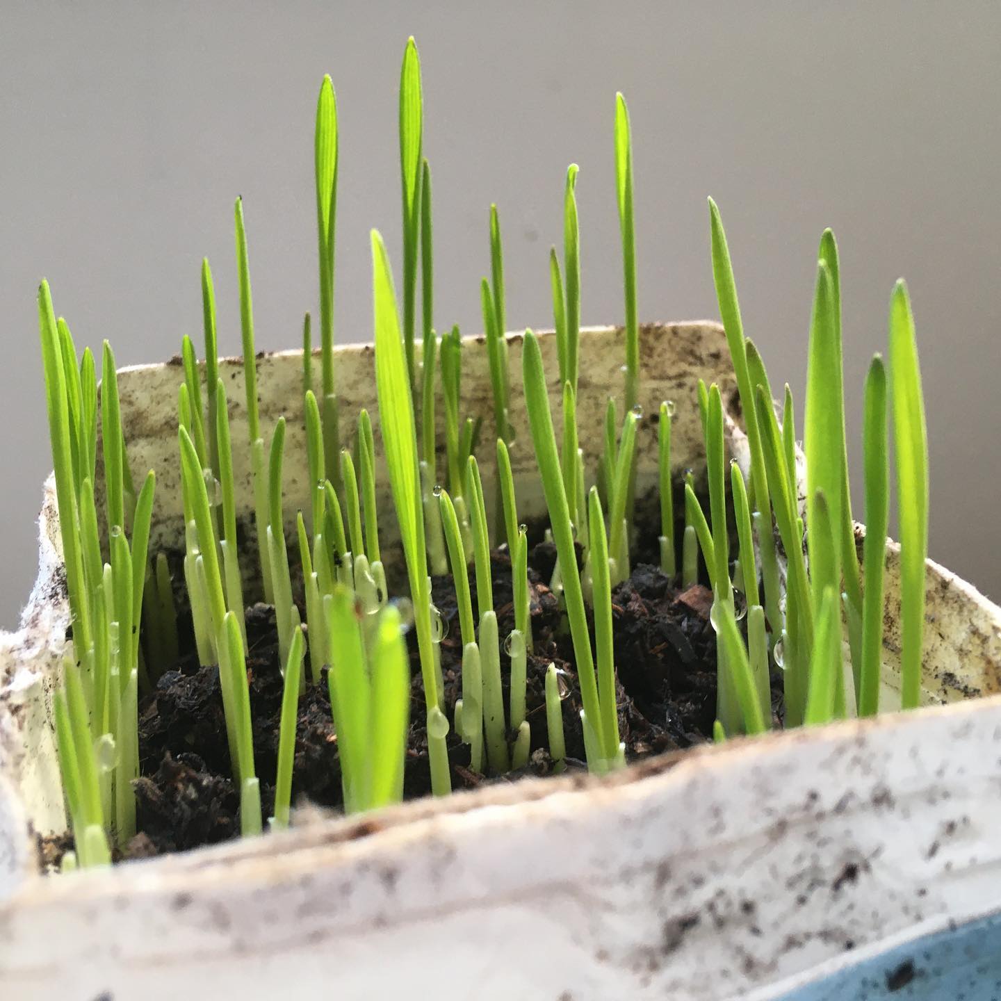 Plant appreciation post!
🌱🌾🪴🌿🌳
Plants naturally absorb 25% of our annual CO2 emissions through photosynthesis! However, completely offsetting our emissions would require planting enough trees to cover the size of the entire US.🌵
Using natural carbon sequestration combined with human actions has significant potential to reduce our emissions!🍃