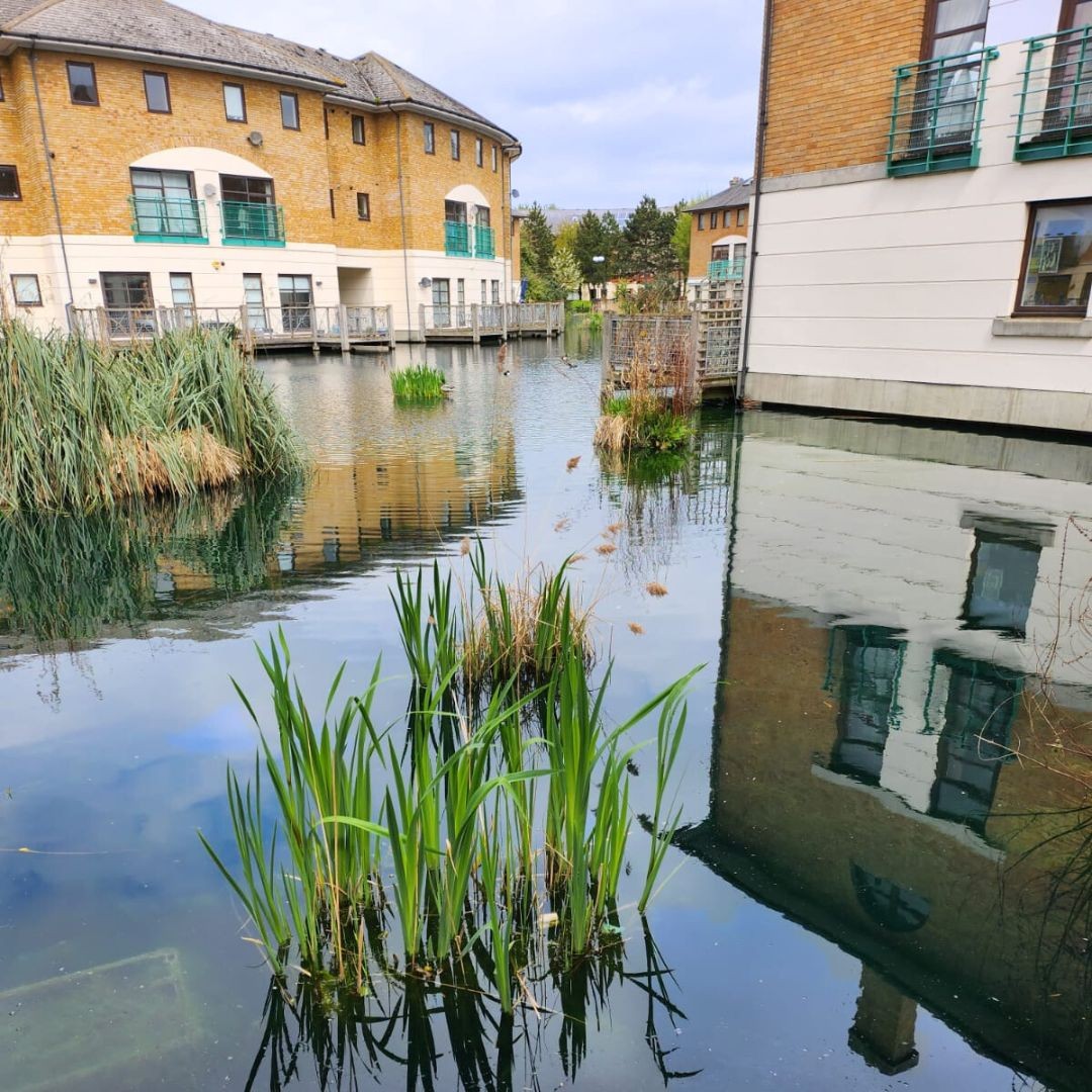 During our recent site visit to Norway Dock, we found ourselves transported to a tranquil oasis, providing a much-needed respite from the city's hustle and bustle.
The pond is brimming with life, with the water reflecting the clear blue skies above creating a serene and peaceful atmosphere. šæšø
#NorwayDock #NatureInLondon #LondonLakes #LondonBlockManagement #SummerInLondon #LondonSummer #LondonNature