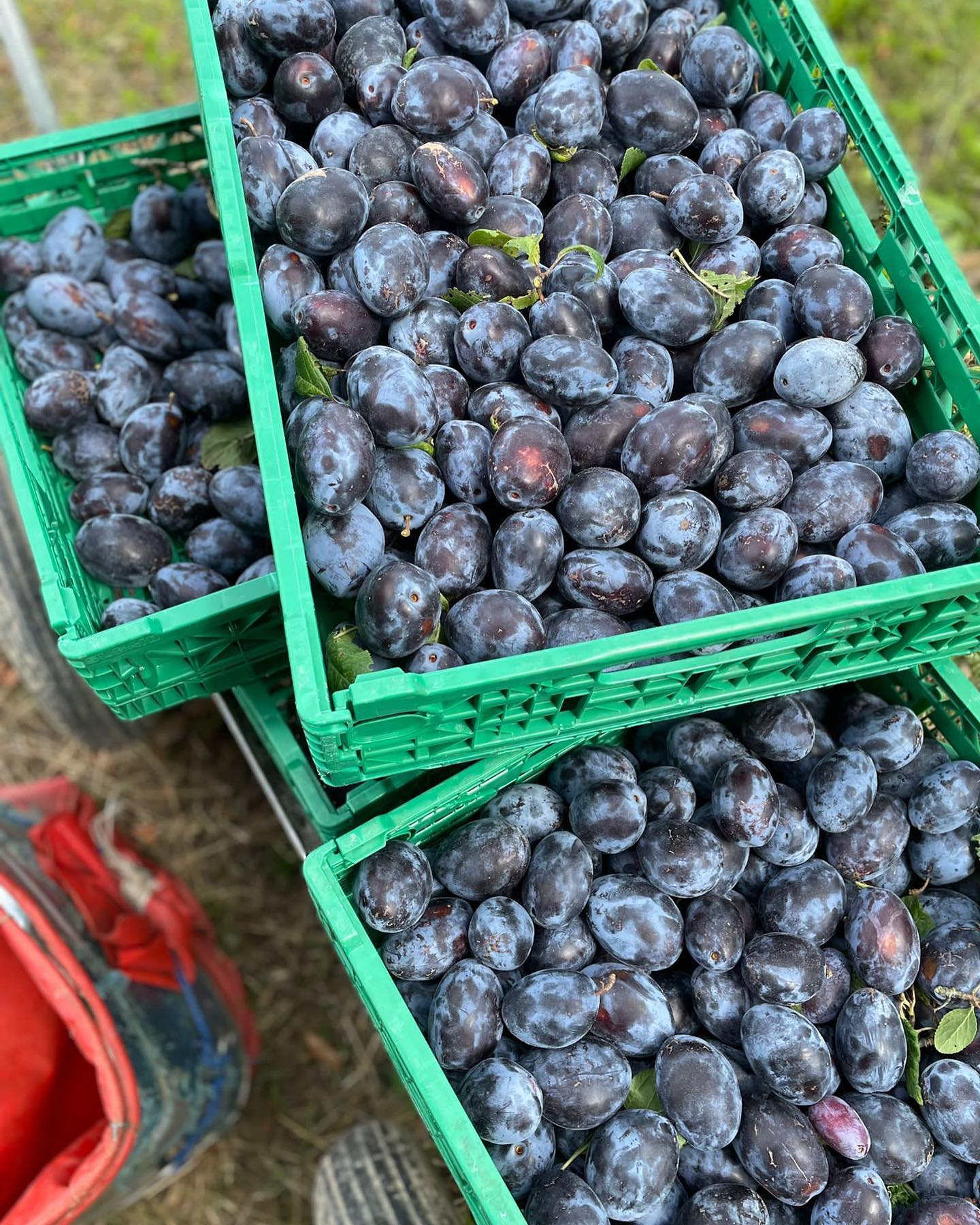 Wir haben wieder frische Zwetschgen für den nächsten Freitag- und Samstagmarkt!😊 Unsere Zwetschgen wachsen an Hochstammbäumen (einige von euch haben sie vielleicht am Hoffest gesehen) und werden von uns komplett ohne Pflanzenschutzmittel angebaut. Die Bäume sind also voller Leben mit Insekten, Vögeln und Fledermäusen😍🦋🐞🦉🦇
Da wir die Zwetschgen so frisch an euch verkaufen können, lassen wir sie richtig an den Bäumen ausreifen, wodurch sie süss und voller Geschmack sind!😋 Probiert sie!😊
.
.
#demeter #zwetschgen #hochstammbäume #biodiversität #leben #natur #geschmack #nachhaltigkeit