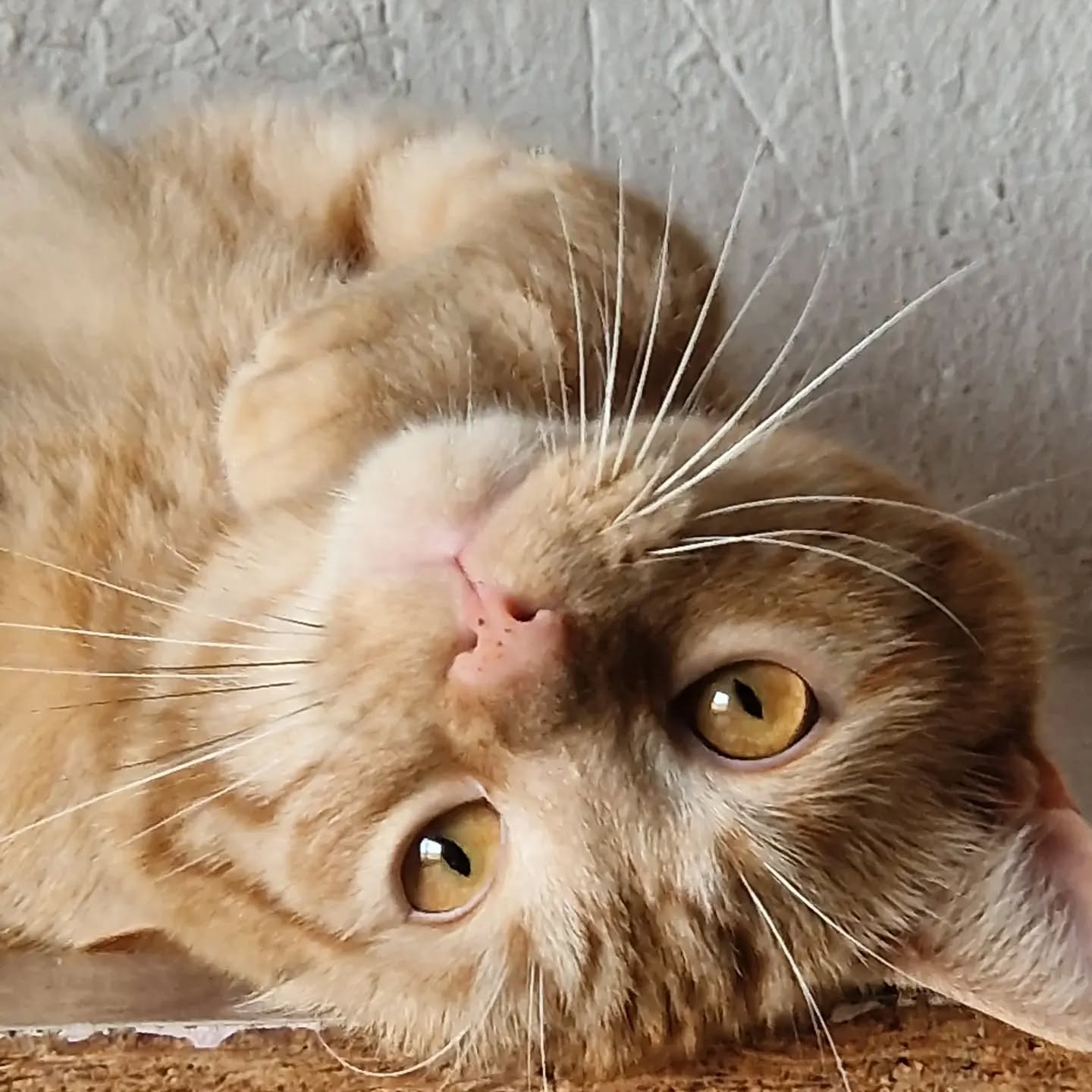 #chateuropeen #rouquin #amourdechat