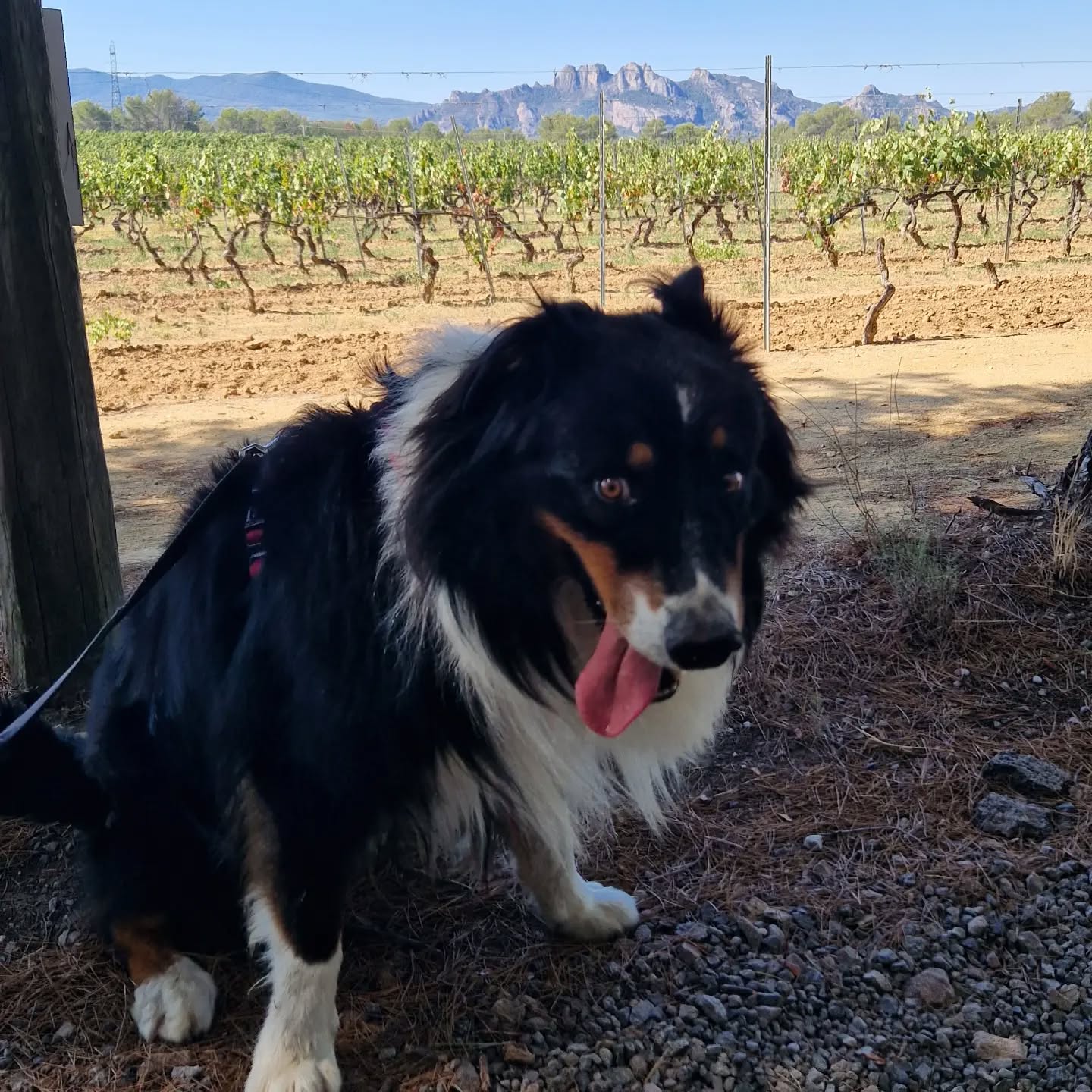 #balade #bergeraustralien #rocherderoquebrune #var #pensioncayron