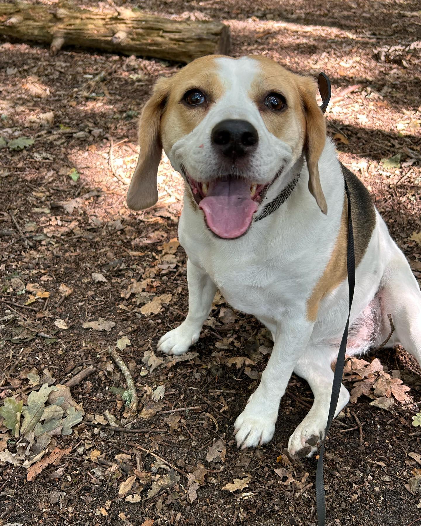 Adventures in the woods #happybeagle #dogwalkinglife🐾😊