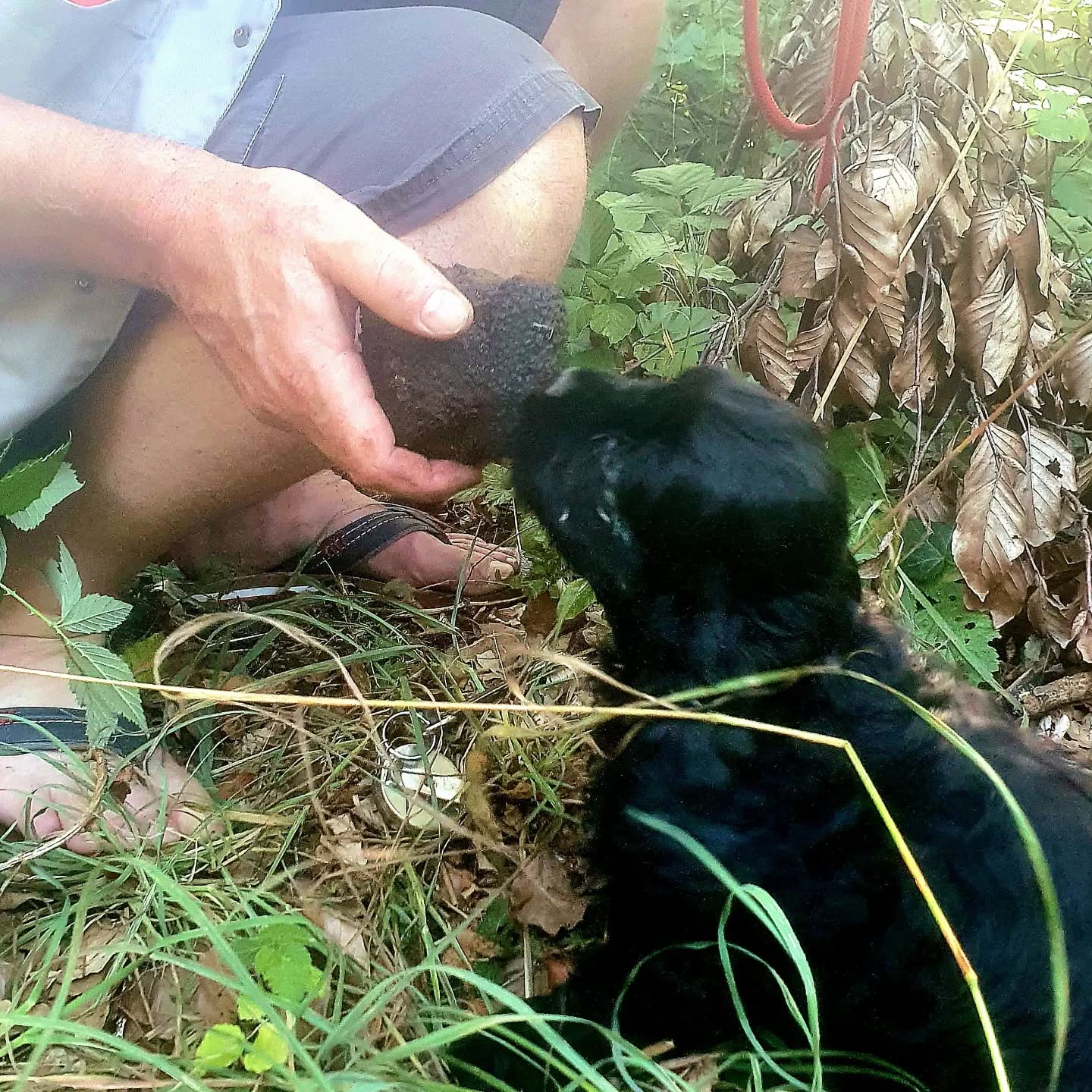 Lucy hilft bei der Trüffelsuche. Den grossen hat sie fast allein gefunden (Emely hat etwas geholfen) 😀
#americancocker
#americancockerpuppy
#trüffelhund
#truffle