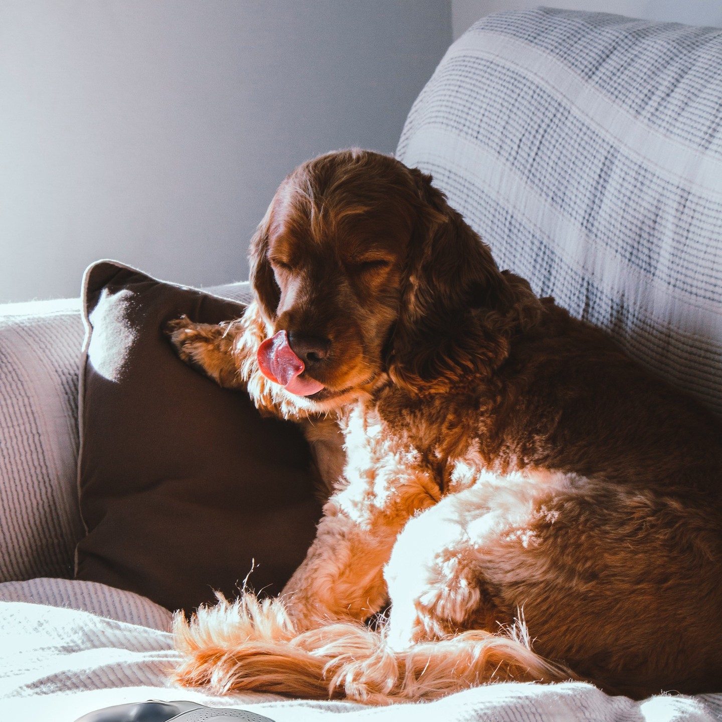 Why settle for an ordinary leash when you can have a premium dog leash that's both functional and fashionable? Upgrade your pup's wardrobe today! 😍
#miloleash #dogleash #petaccessories #pawesome #fashionleash #dogsfashion
