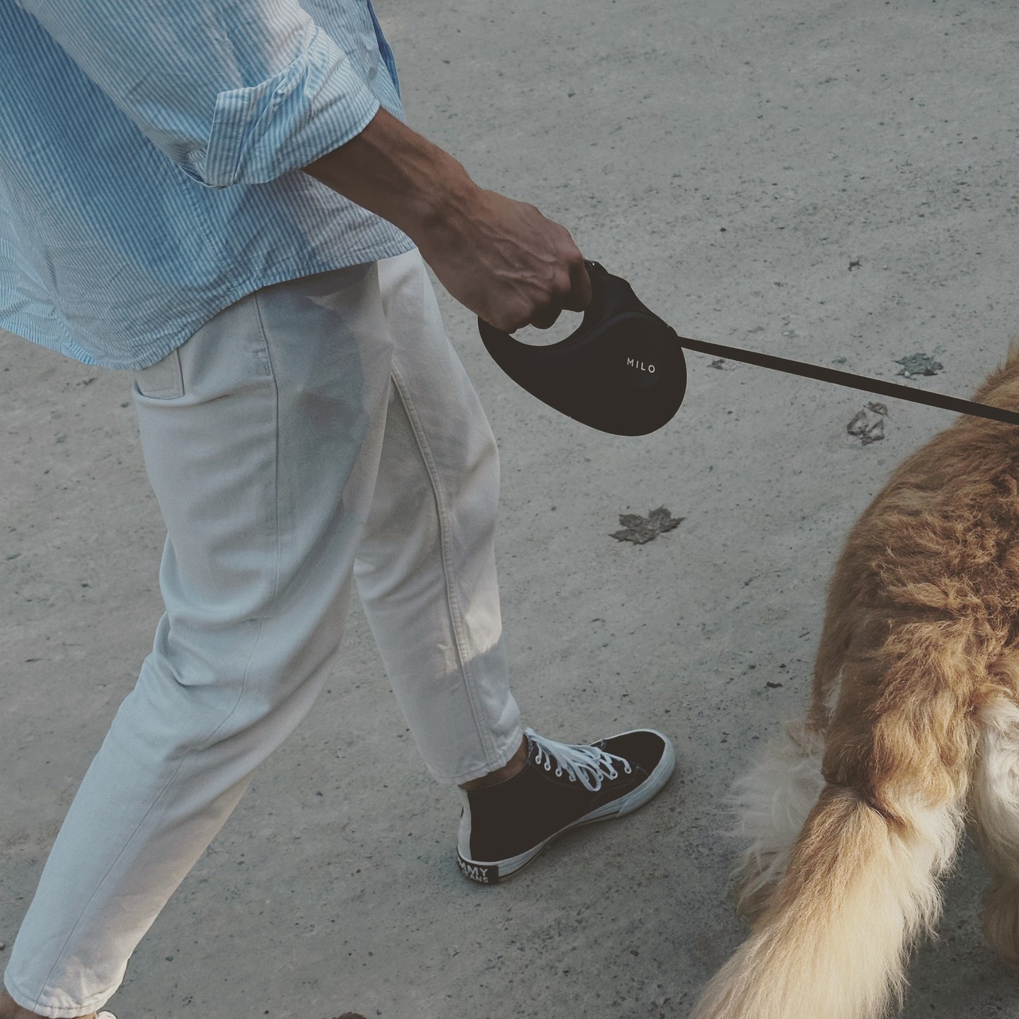 Start your day with a stress-free walk with our easy-to-use MILO dog leash. It's the perfect accessory for any dog owner! 🐕
#miloleash #dogoftheday #dogs #dogsofinstagram #dogsofinstaworld #morningwalk #paws