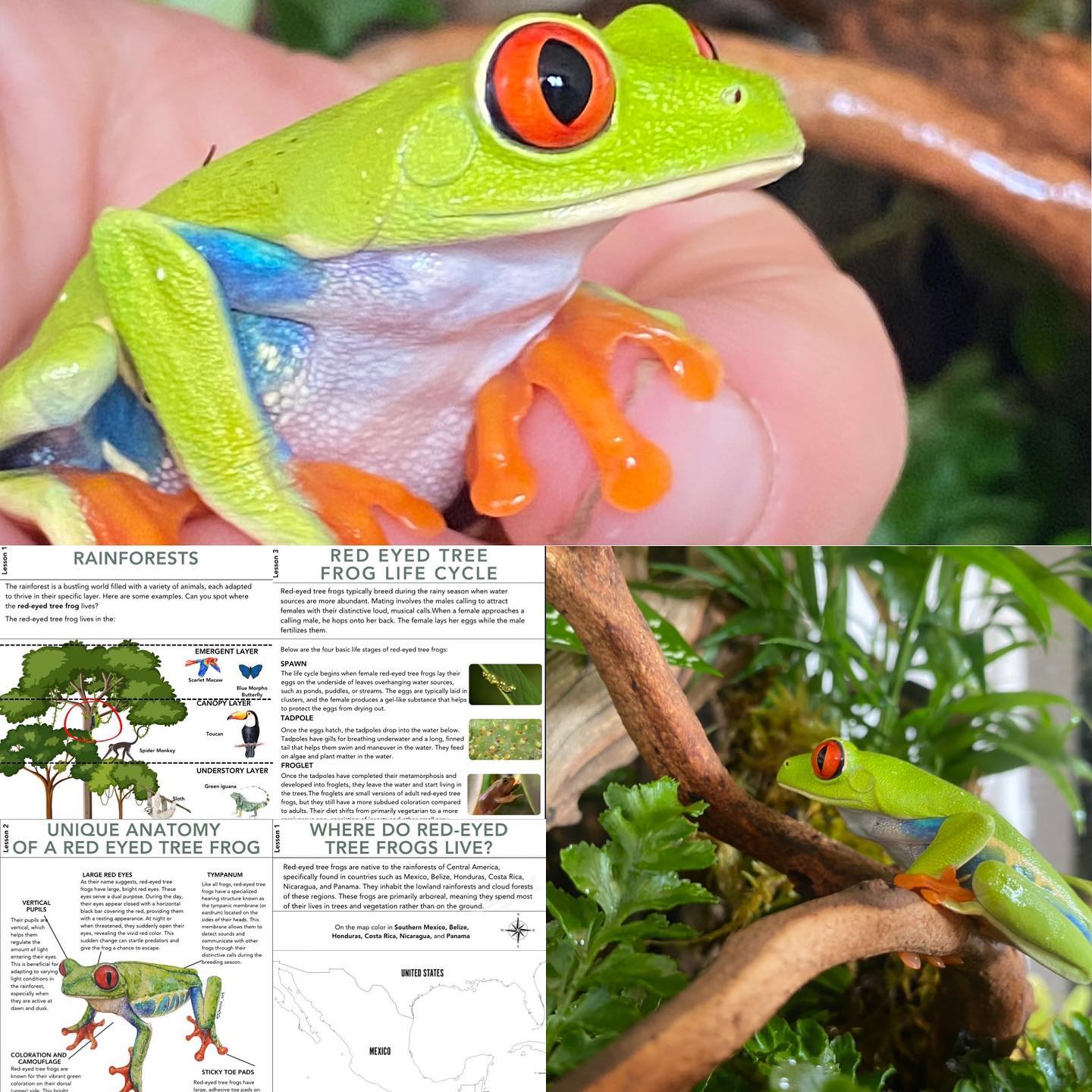 It has been my childhood dream to own a red-eyed tree frog. Today we welcomed 3 to our bioactive terrarium (includes live plants and isopods so it cleans itself).
We have been learning all about these fascinating amphibians!
Did you know:
🐸 Their striking red eyes aren't just for show. These frogs can suddenly open their eyes wide, startling predators and potentially giving them a chance to escape.
🐸 When choosing a leaf to lay their eggs on, female red-eyed tree frogs carefully select leaves that hang over water sources to ensure the tadpoles can drop into the water when they hatch.
🐸 They are nocturnal
#wildandbarefootadventures #redeyedtreefrog #bioactiveterrarium #newpet #ambhibians #treefrogs #treefrogunit #homeschool