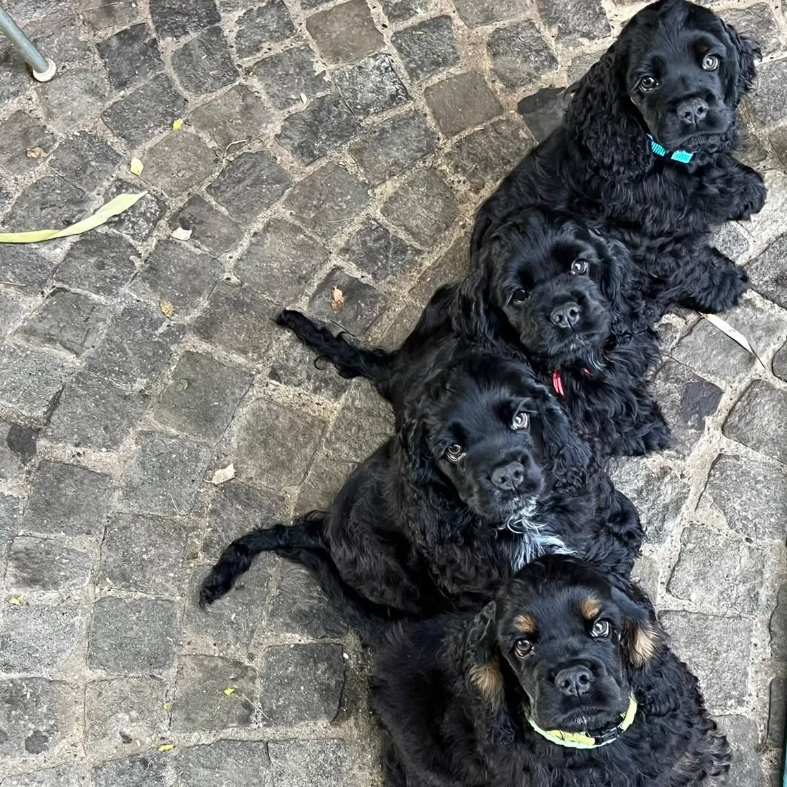 With a happy and a sad eye, we said goodby to 3 of our puppies today. We wish them a happy life and the new families a lot of joy with them.
#americancocker
#americancockerpuppy
#spaniel