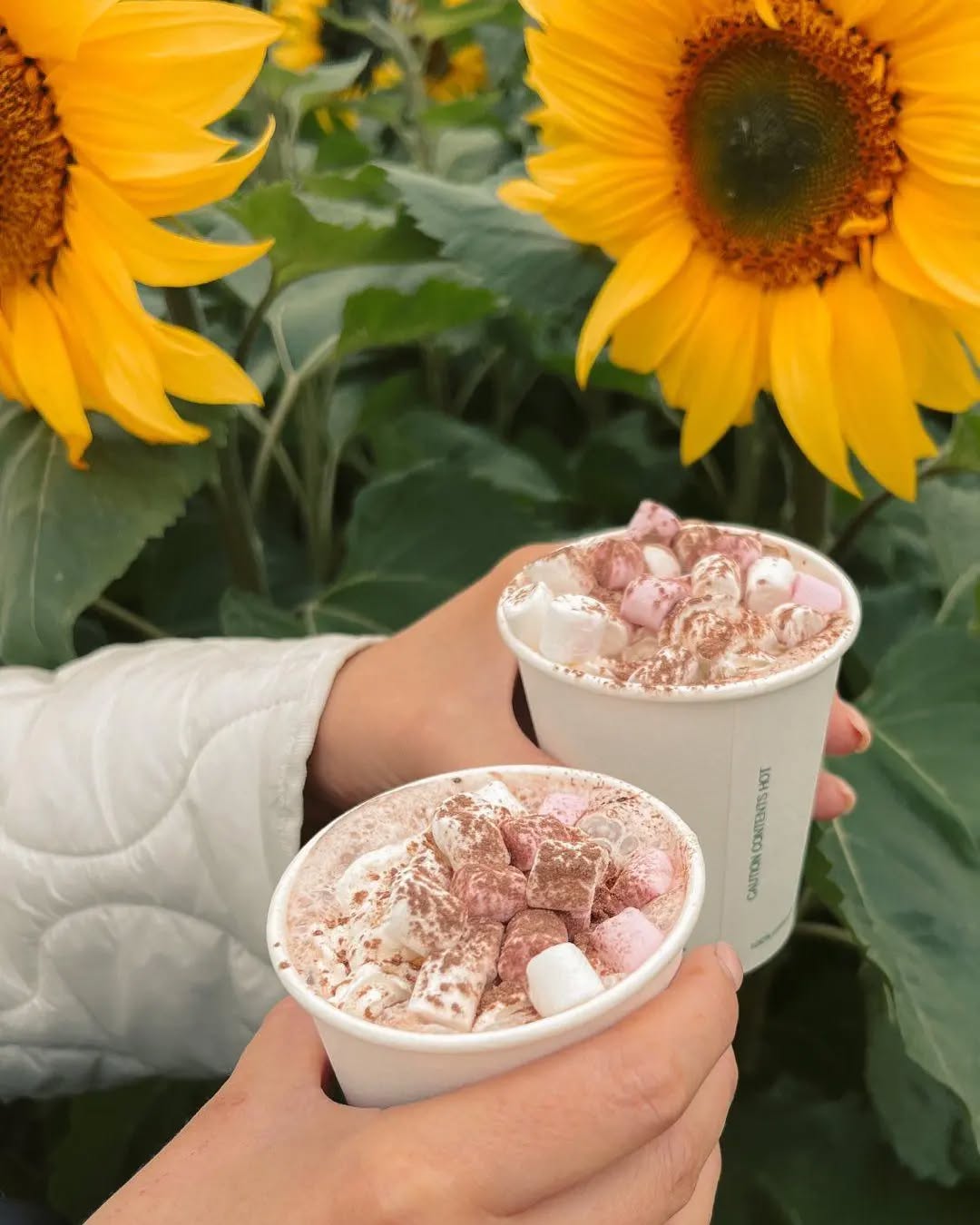 It's our last day at the wonderful @balgone_estate Sunflowers trail ! Get yourself along!!
Open 11 until 5pm!