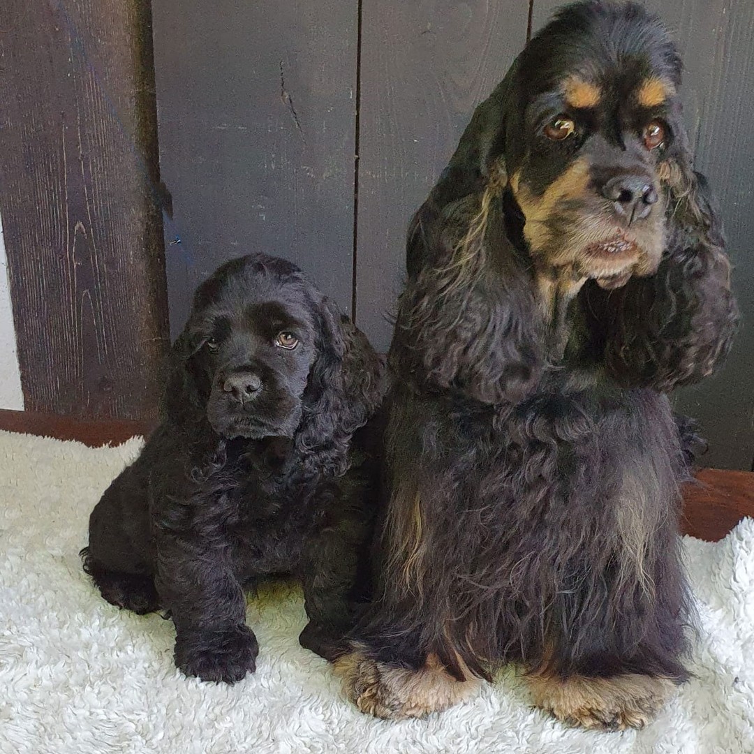 Manchmal kommt es anders, als man denkt....
Nach nur einer Woche in der neuen Familie ist Emma bereits wieder zurück. Wir suchen daher für sie ein neues Zuhause!