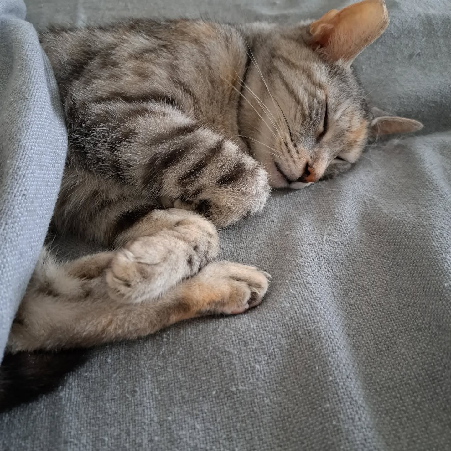 Waiting for the rain to stop.
Cats always have the right idea !
#catsofinstagram
#catlover
#rainyday
#monferrato
