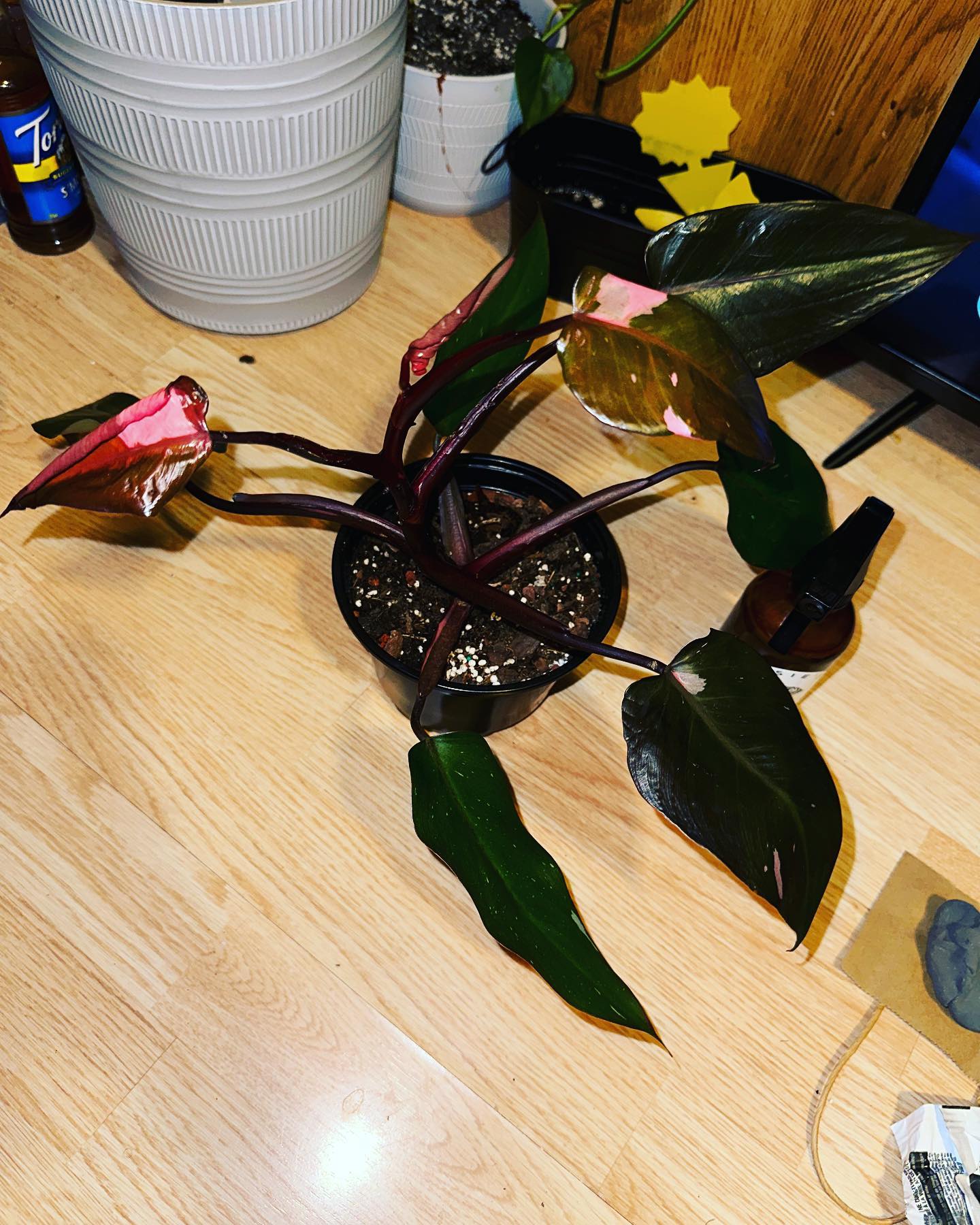 I finally got one of my dream plants😁 pink princess philodendron🥰