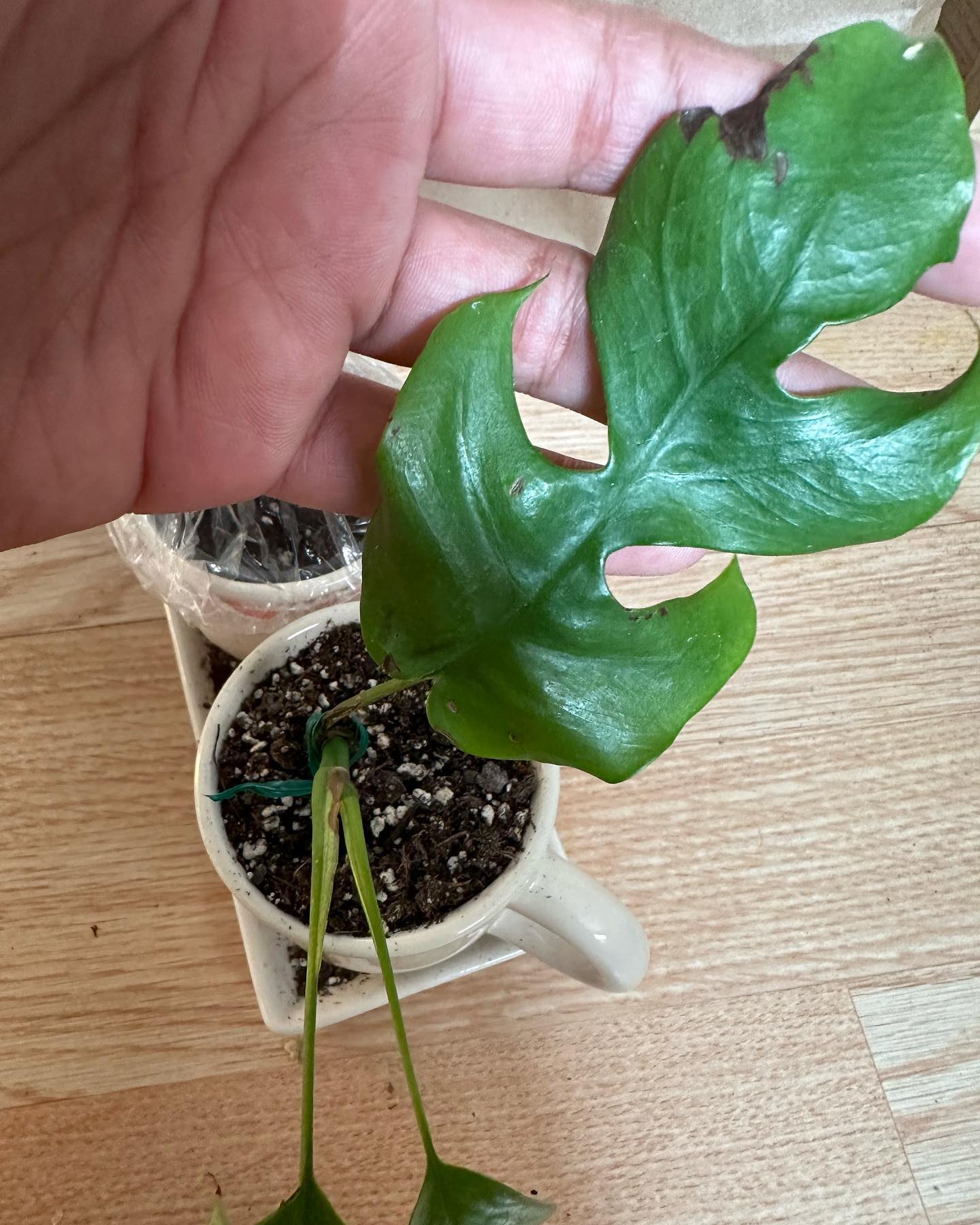 My mini monstera 🙂