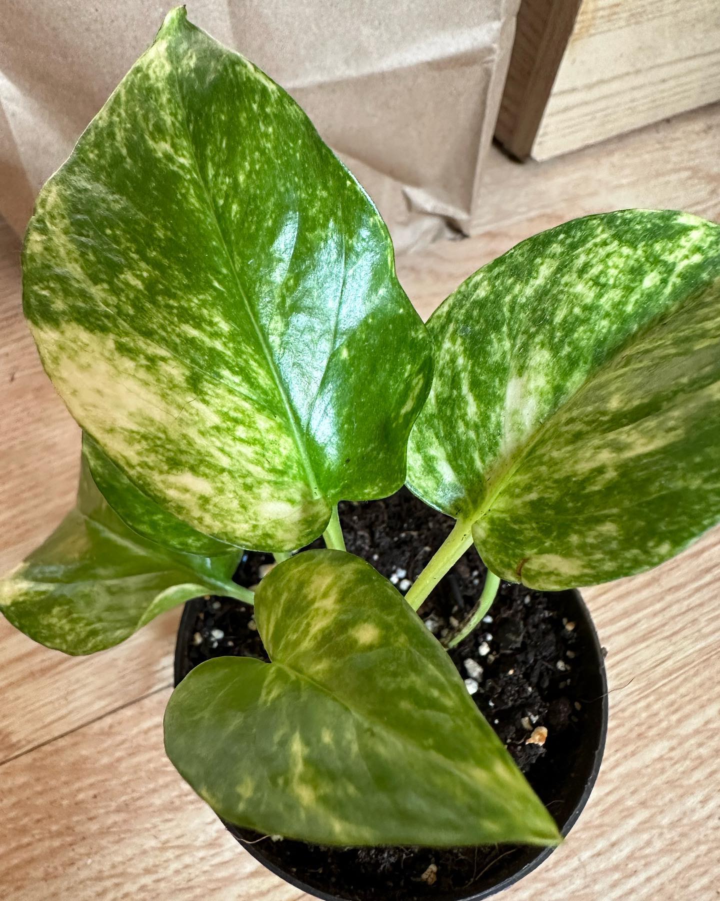 All mine pothos ❤️ golden pothos, neon pothos