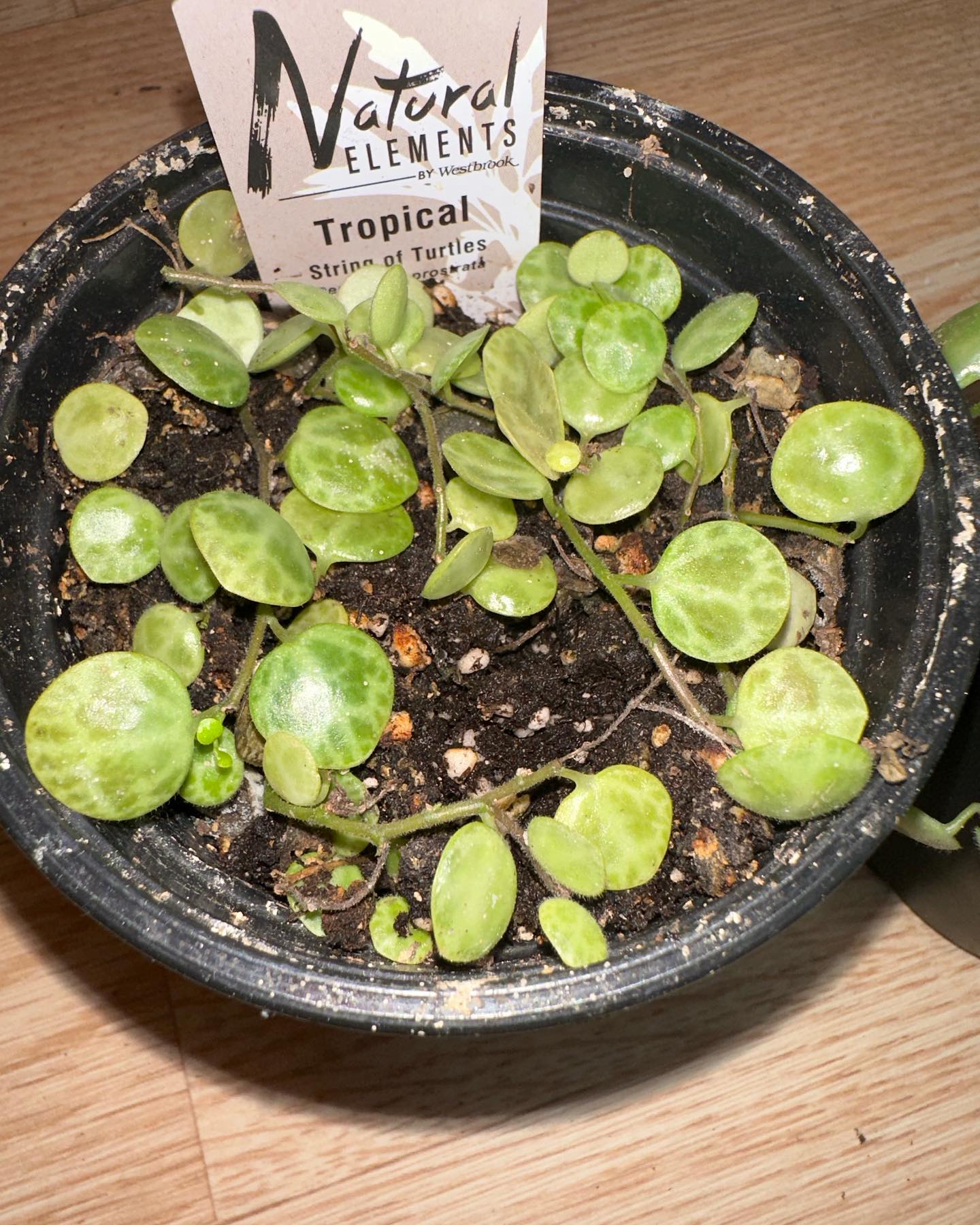 My sting of turtles 😍