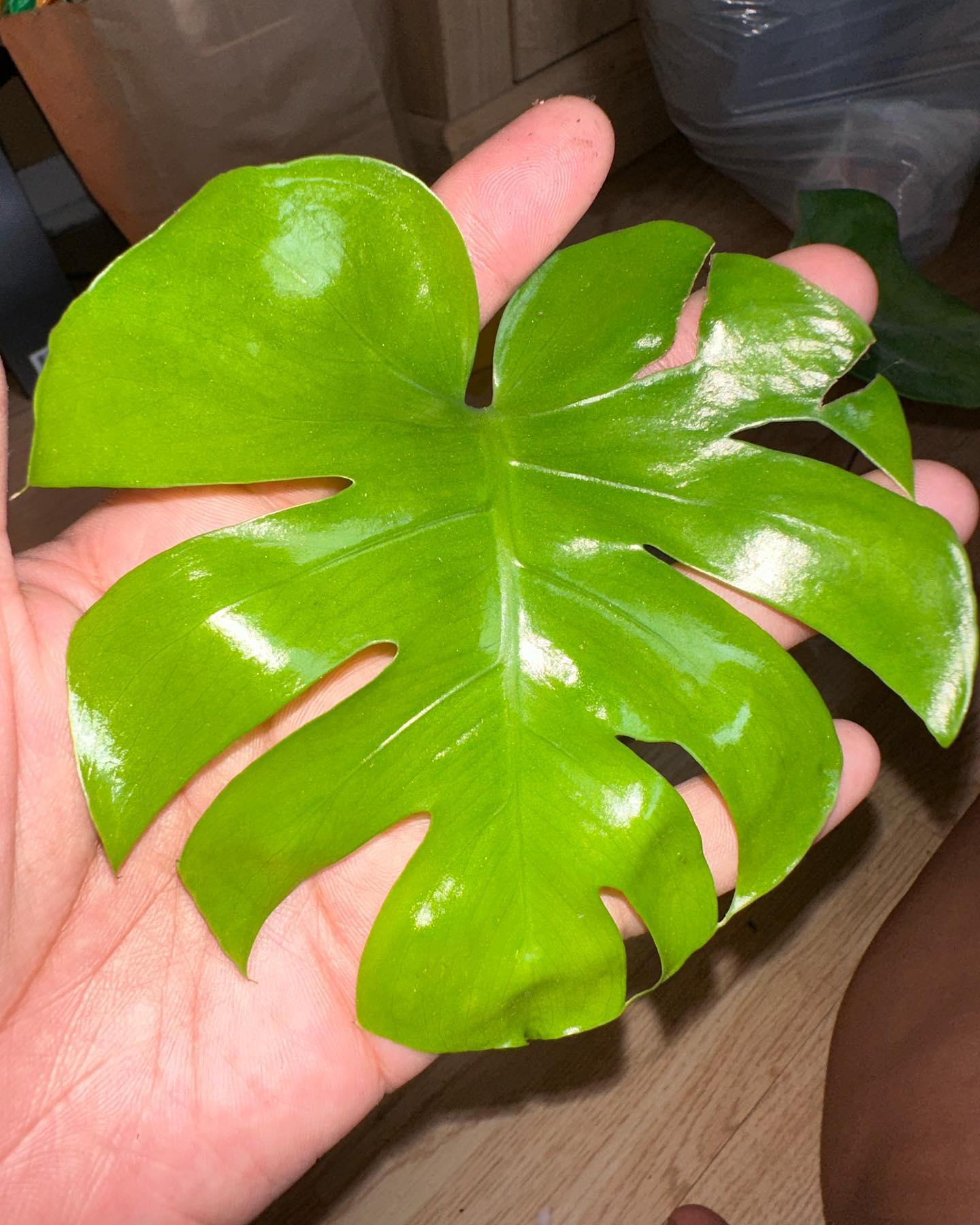 My monstera deliciosa 😉