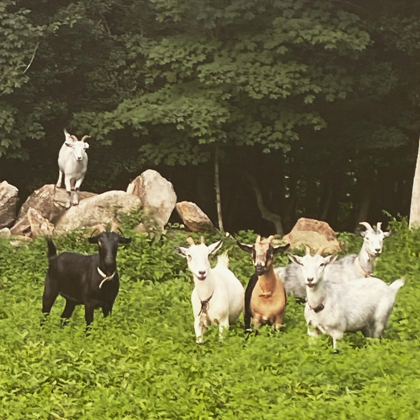 Clover, Cornel, Hazel, Dandelion, Juniper and Willow
#goatlove #goatlife #wncmountains #goatsofinstagram #goatsarefamily #moregoatsplease