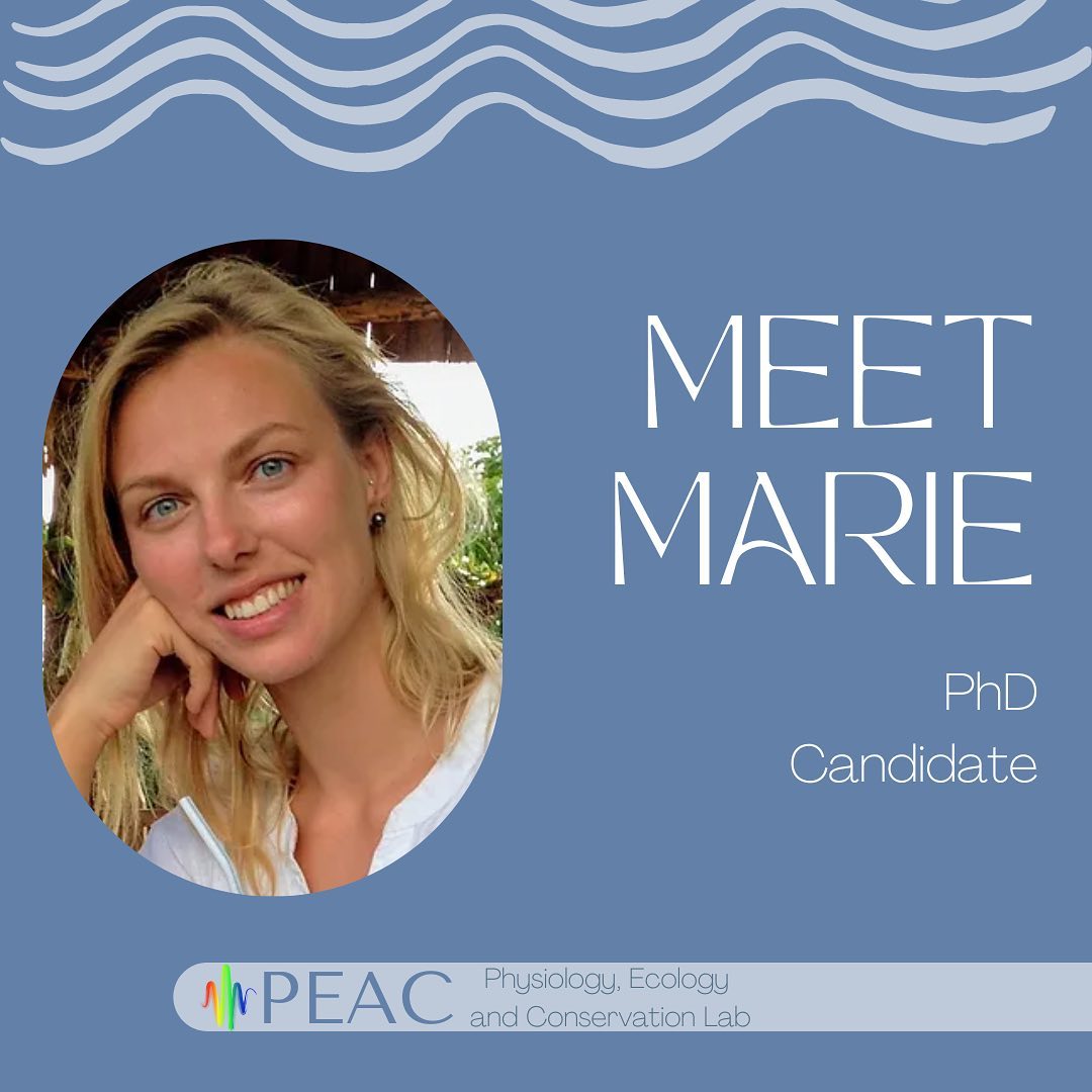 For her PhD, Marie uses acoustic telemetry to study the movement and behaviour of sharks and rays in coastal northern Western Australia. The goal of her work is to identify the critical habitats of sawfish and stingrays on Karajarri Sea Country to inform the next Karajarri Healthy Country Plan and help protect these globally threatened and culturally important species. 🦈🐢🐠