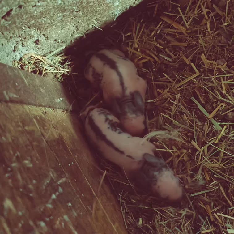 Bei uns gab es gestern Nachwuchs. Diese süssen Babyhasen sind auf die Welt gekommen
#brandeija #schweizerschecken #babyhasen #babybunny