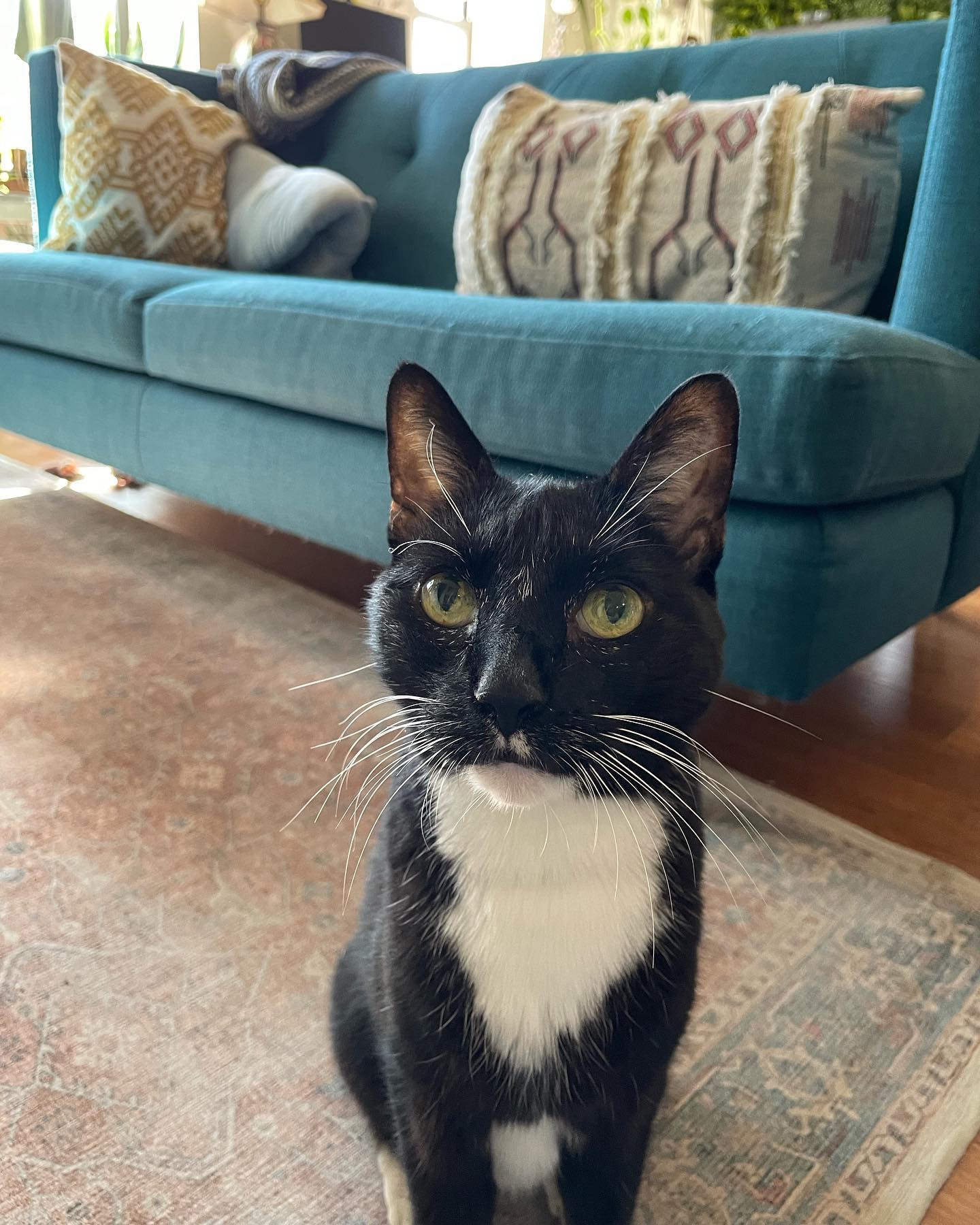 Otis! He’s definitely a lap cat :)