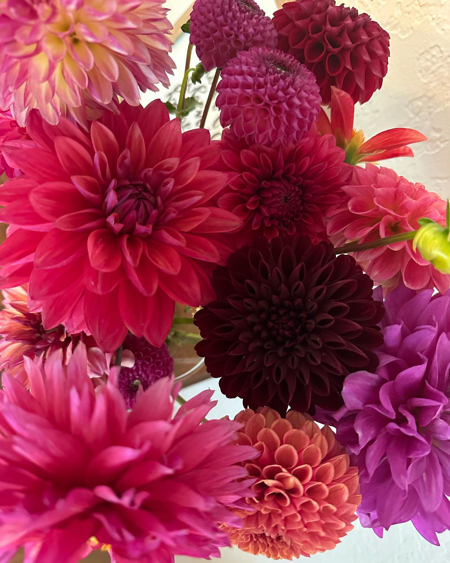 Dahlia season! Every winter I wonder if dahlias are worth the work, and every fall I remember they’re worth it and then some. #wellgrownfarms #wellgrownflowers #dahlias