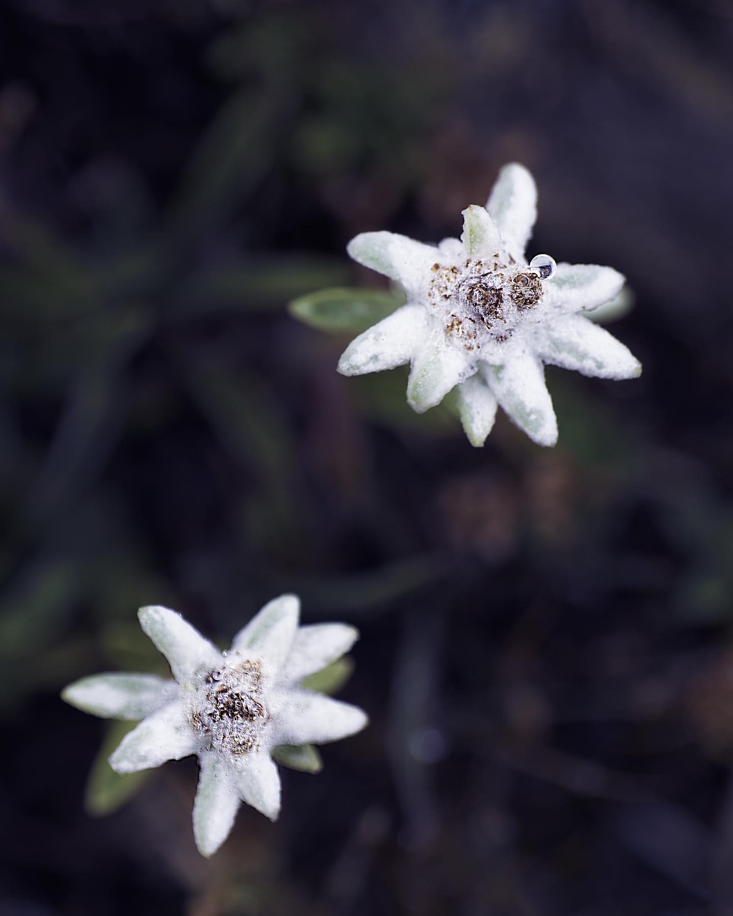 #edelweiss #flower #flowerphotography #macro #macrophotography #photography #nature #naturephotography #colors #natgeo #natgeoyourshot #mountains #hiking #aventure #lumixfr