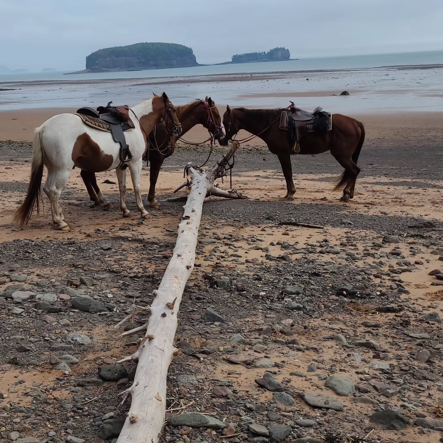 Fossils on Horseback! #fossilcliffs #fossilsonhorseback #300millionyearsofevolution #cliffsoffundygeopark #fundygeologicalmuseum