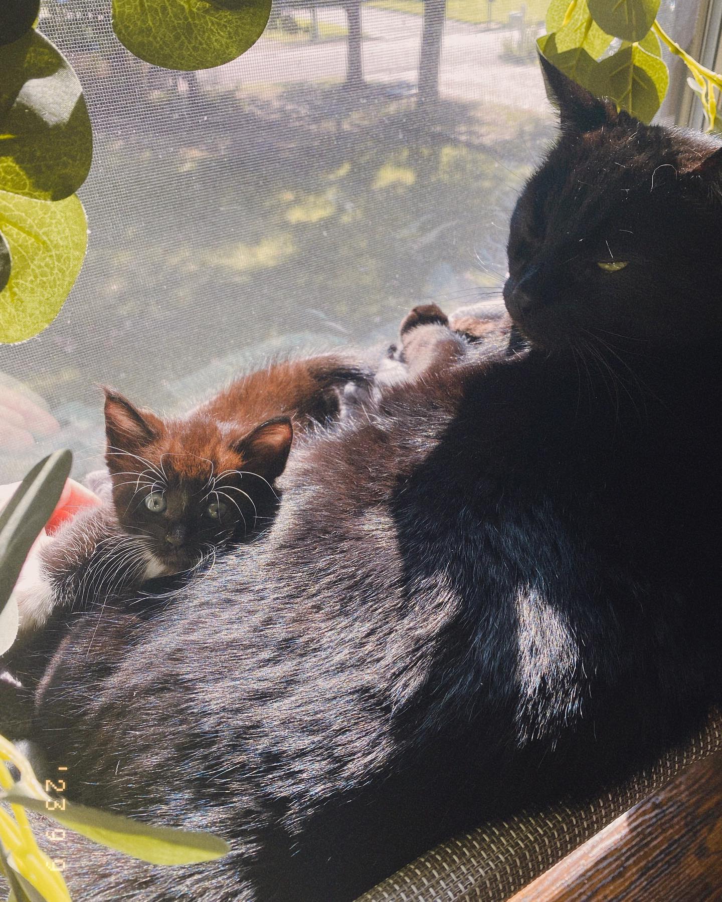 For those who don’t know, Coal now has a little brother named Memphis 🥰