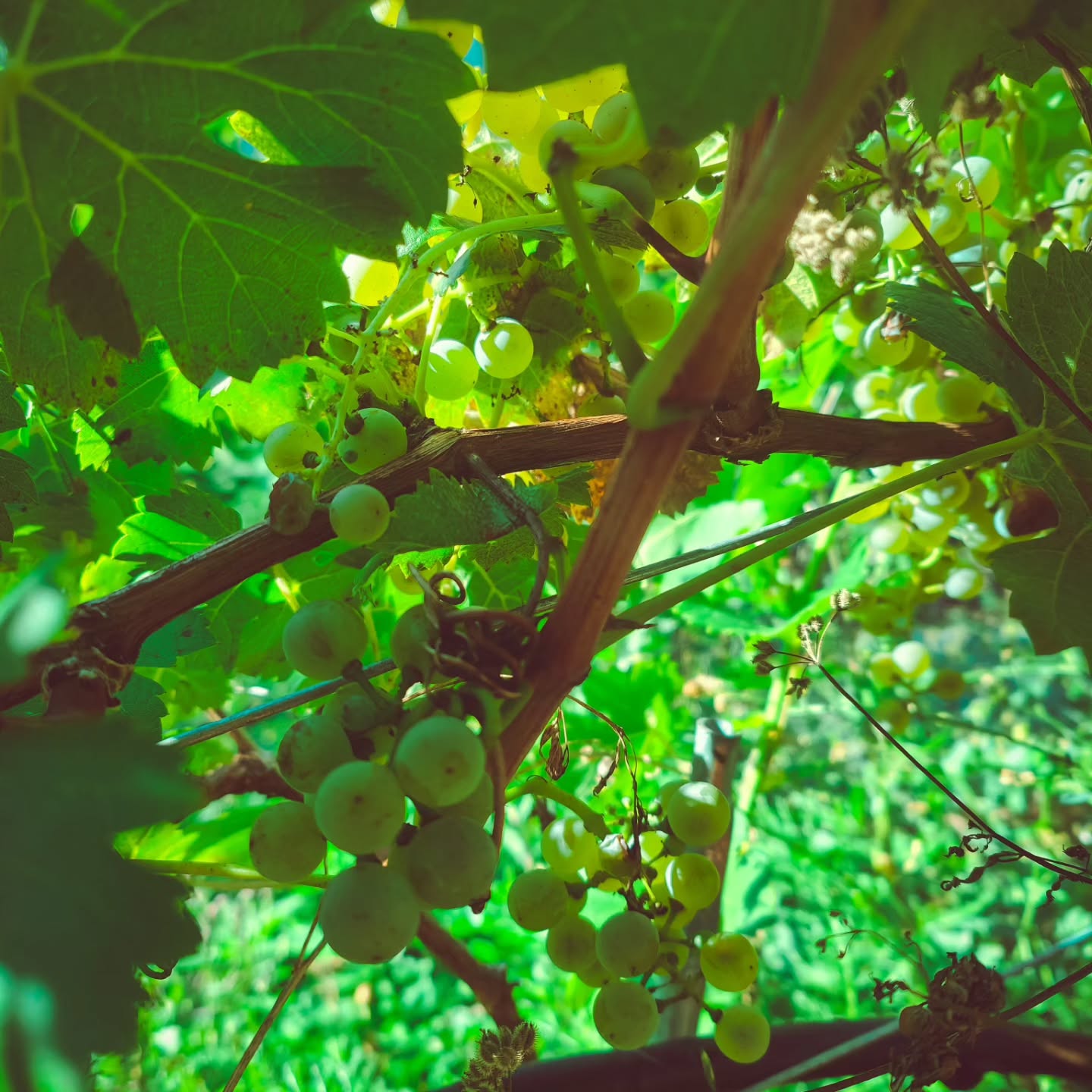 Am Freitag haben wir mit der Traubenernte gestartet. Am Donnerstag geht es dann weiter 🍇
#brandeija #wimden #traubenernte #weinjahr2023