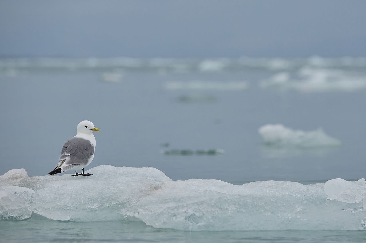 Got lots of Puffin and Kittiwake images from around Uk but always nice to see them in the Arctic. #svalbard #arctic #ice #birds #photo #photography #photooftheday #photographer #canonphotography #canon #natgeo #natgeotravel #greenland