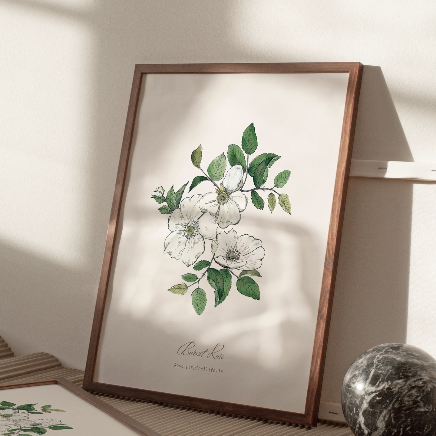 Burnet Rose illustration, available in my botanical print shop. Also known as Scot's Rose or the "Wild Rose of Scotland". The name Burnet Rose came about because of the shape of the leaves, which are very similar to those of Salad Burnet. Rose is connected to the element of water, and the planet Venus. it can uplift the senses, open our heart centre & relax our mind. #plantknowledge #hackneyandcodesign #botanicaldecor #thoughfulgifts #floralprint #lavender #cottagecoredecor