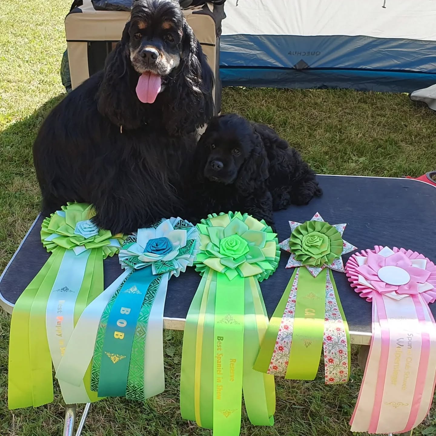 We are happy 😀. Spaniel-Clubshow
Dizzy Miss Lizzy v.d. Trüffeleiche
vv, Best Minor Puppy in Show
Cold-Case Lagertha
V1,BOB, Reserve best Spaniel in Show