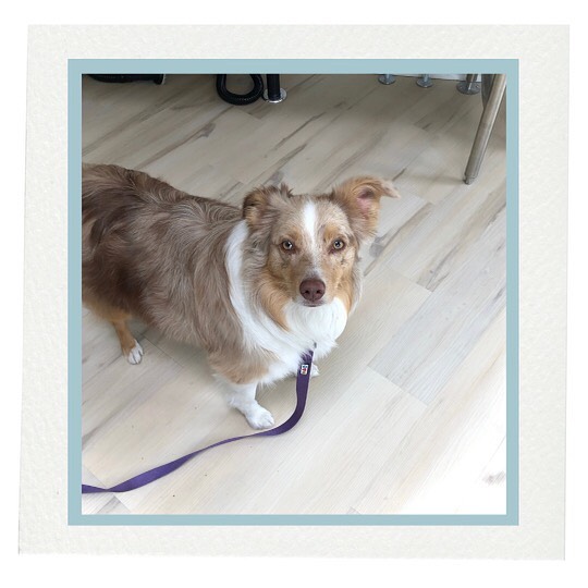 Aussie girls rule!
#dogsofinstagram #thelittledogspa #doggrooming
