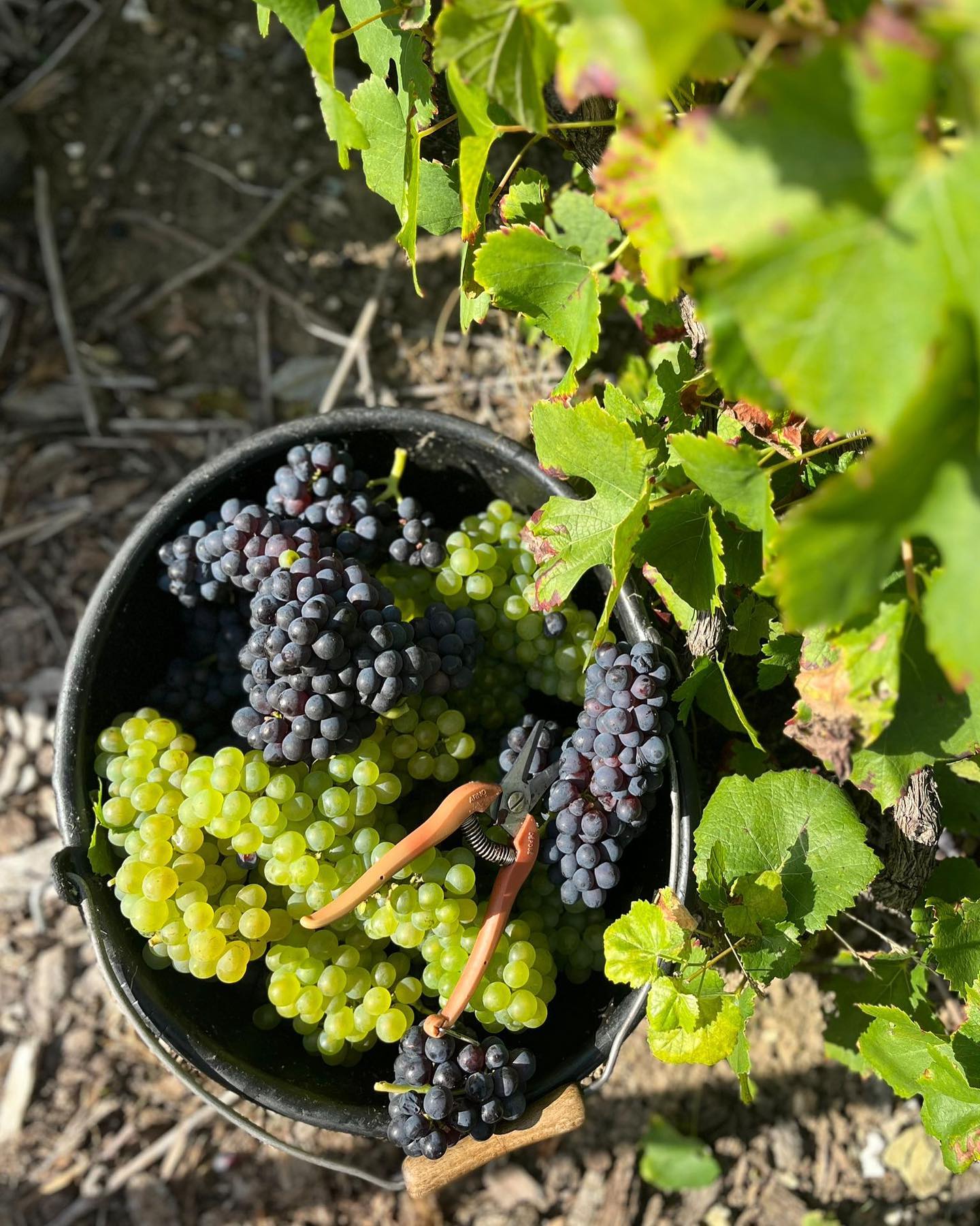 🍇Vendanges 2023🍇
C'est un clap de fin pour les vendanges 2023 du Champagne Brassart 🎬
Voici quelques clichés résumant ces 3 jours de cueillette et de pressurage 📷📸
À l’année prochaine pour de nouvelles vendanges !🥂🍾
#champagne #champagnebrassart #vendanges #vendanges2023 #harvest #harvest2023 #pinotnoir #chardonnay #pinotmeunier #vignes