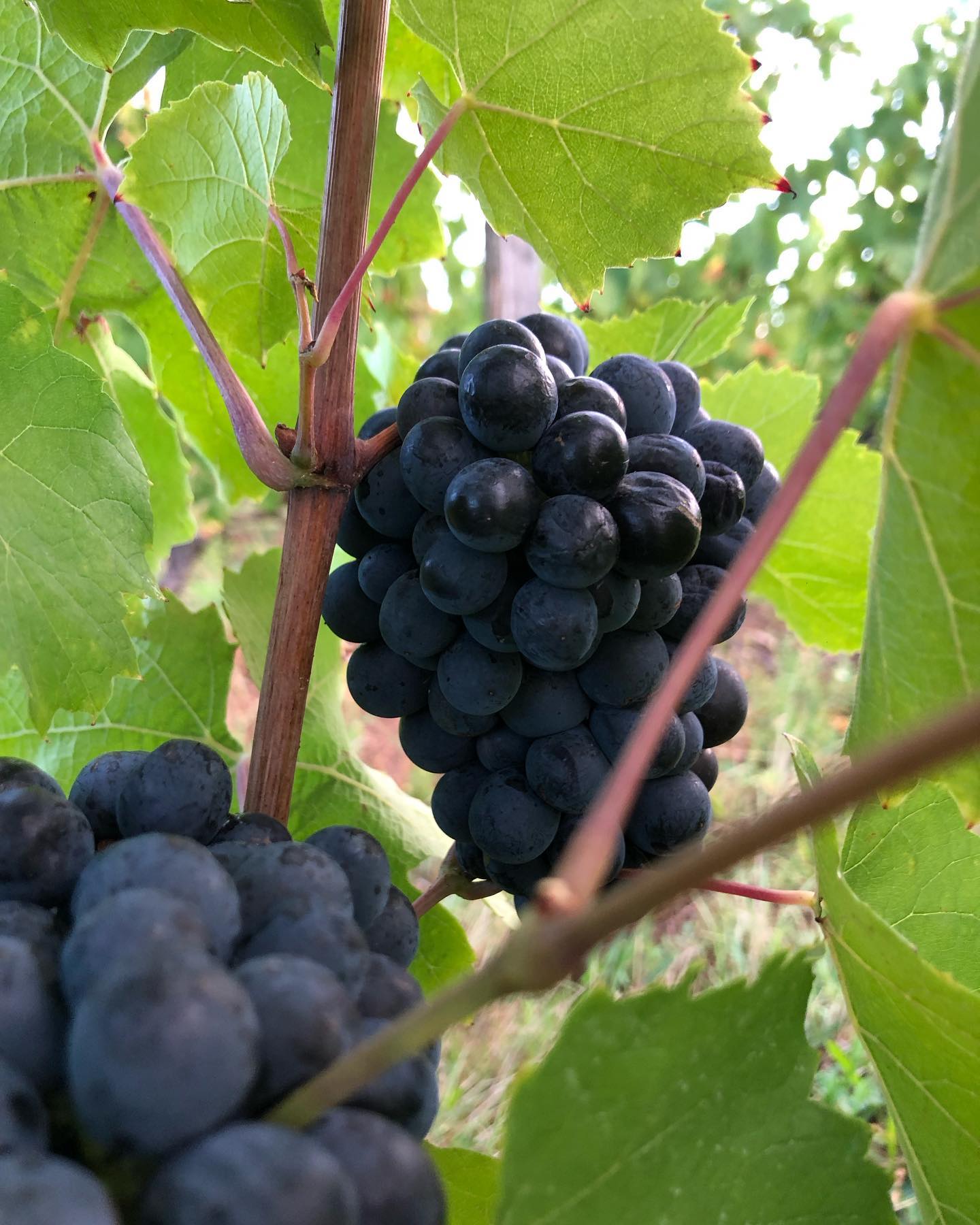 Deuxième jour, on continue le Gamay !
#vintage23 #gamay #coteroannaise #loirevolcanique