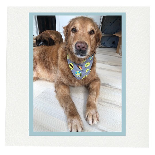 A perfect golden gentleman!
#goldenretriever #dogsofinstagram #thelittledogspa
