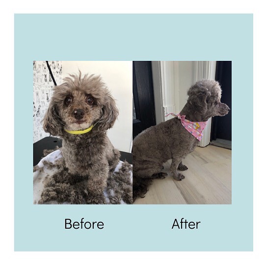 “I’m really rethinking this top knot”
#dogsofinstagram #doggrooming #doglover