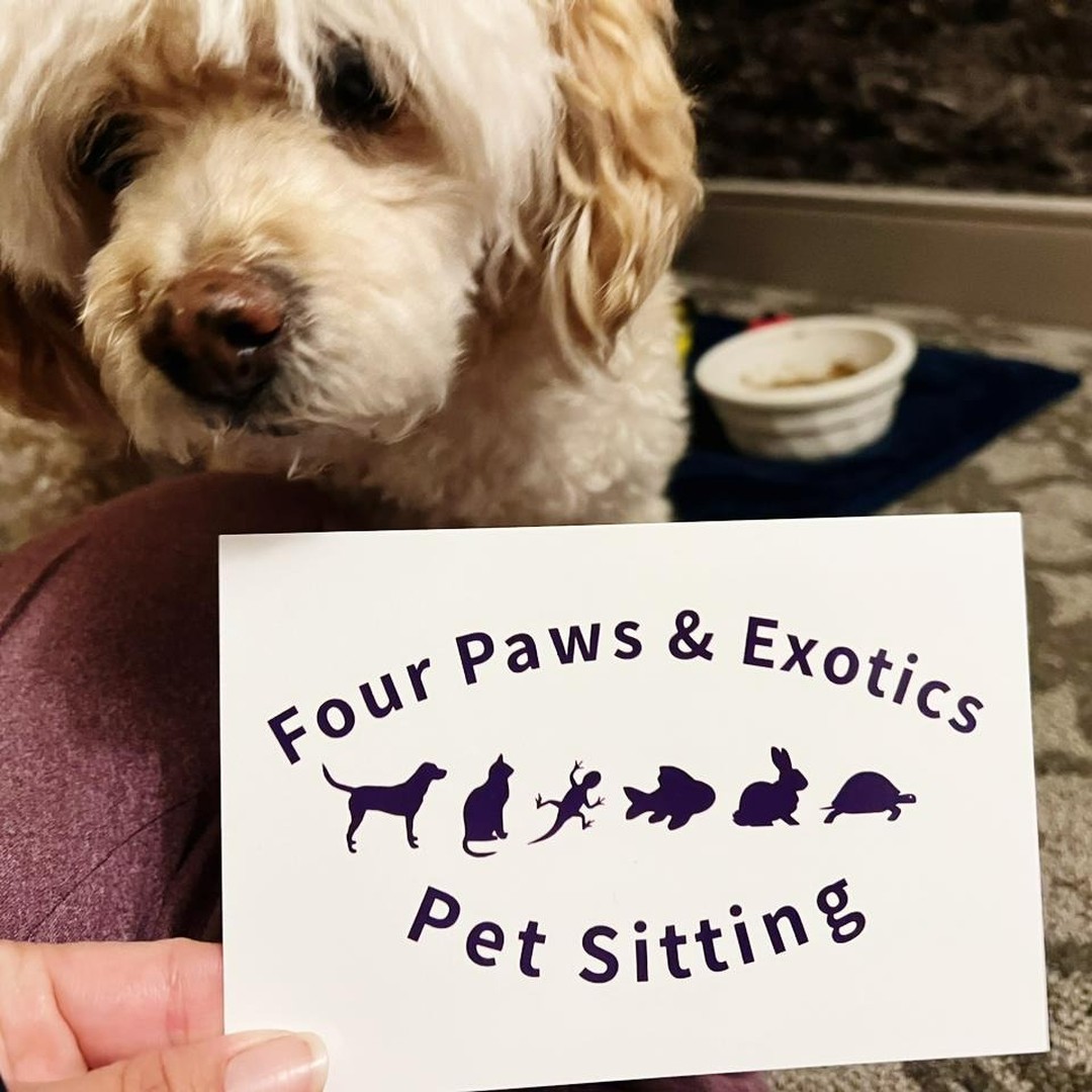 I had the pleasure of pet sitting for a lovely family, who was from out of town. They asked me to pet sit their dog, Maty, at their hotel while they celebrated their daughter's birthday for a few days at Disneyland. Maty was such a good dog and I enjoyed keeping her company while her family enjoyed Disneyland. Thank you @brendavalrin for letting me take care of Maty! I hope our paths cross again in the future!