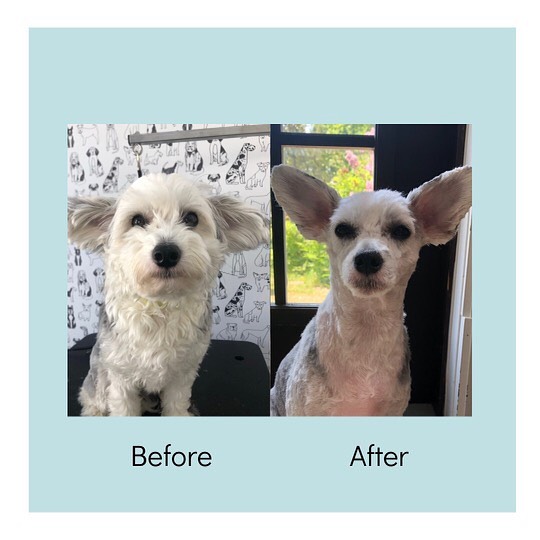 Perfection in a puppy! This sweetie got the whole nine yards!
#dogsofinstagram #doggrooming