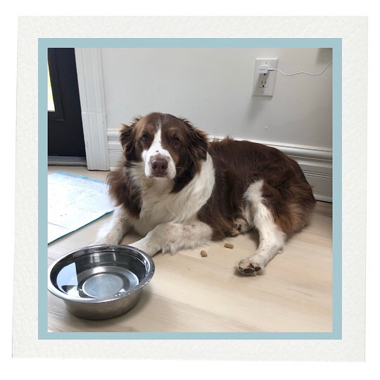 A perfect spa day for this honey!
#dogsofinstagram #doggrooming #thelittledogspa